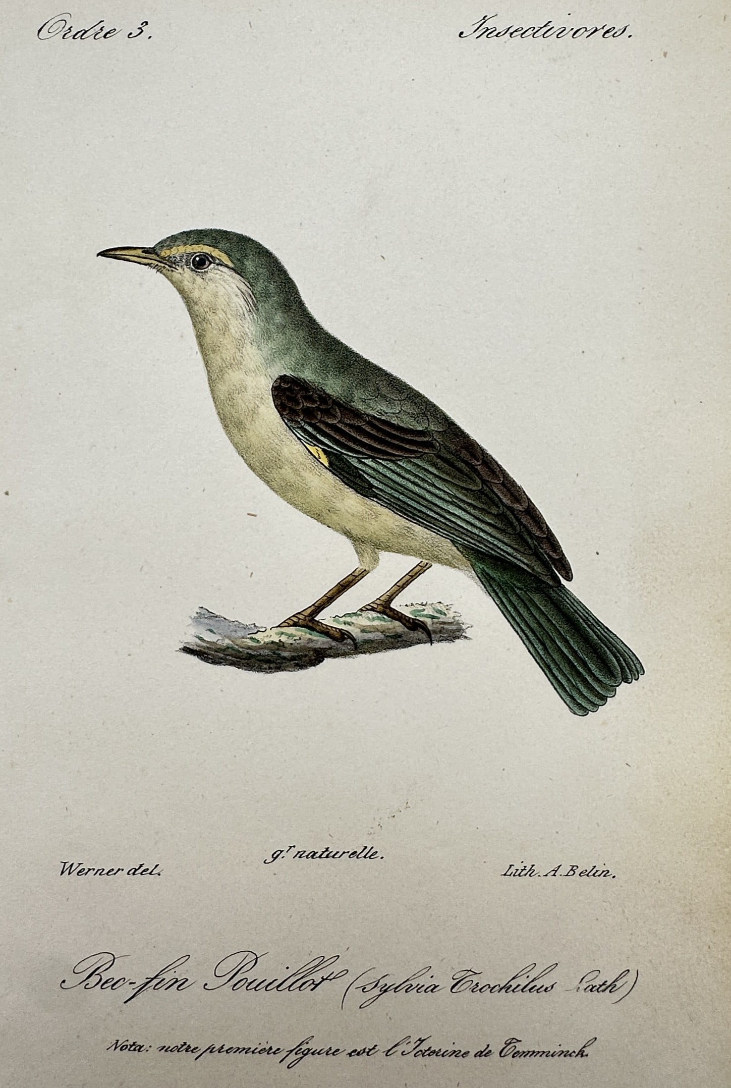 Jean-Charles Werner (1791-1849) – View of the Willow Warbler – Lithograph (1828) (1 of 2)
