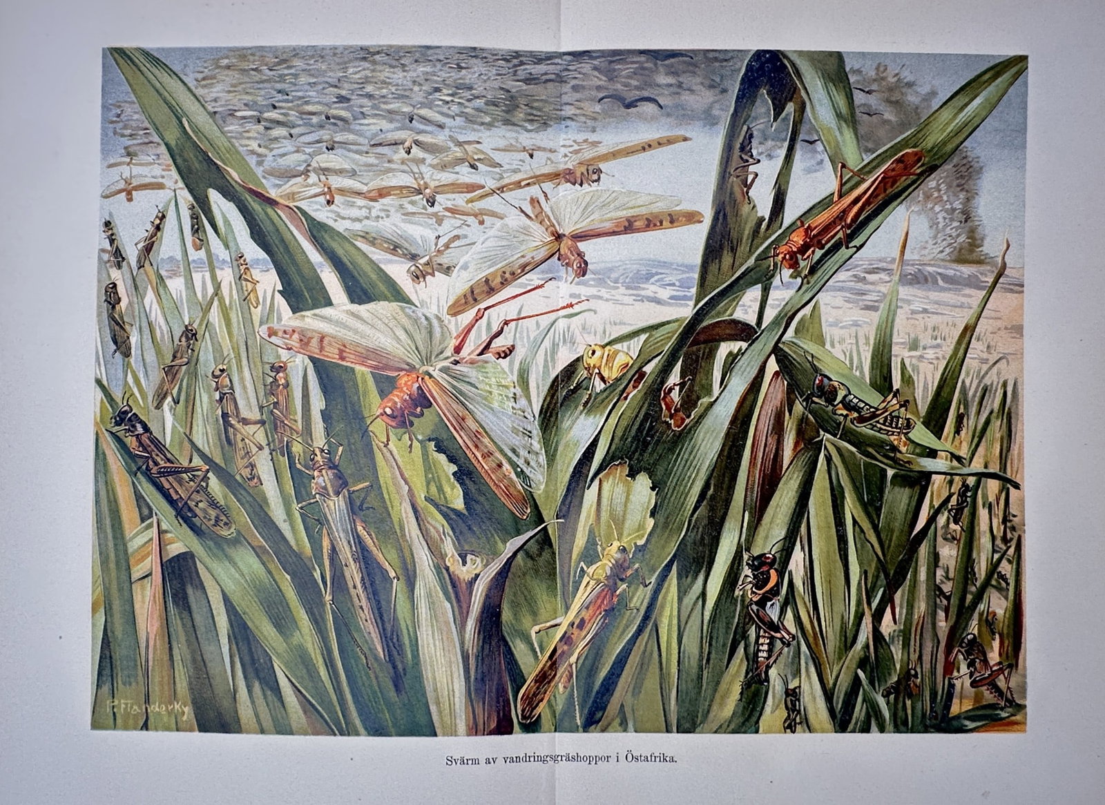 Alfred Brehm (1829-1884), after – View of Migratory Locusts – Offset print (20th Century): "Svärm av vandringsgräshoppor i Östafrika" This natural history print depicts a swarm of migratory locusts descending upon vegetation in East Africa. The work was published as a book illustration a