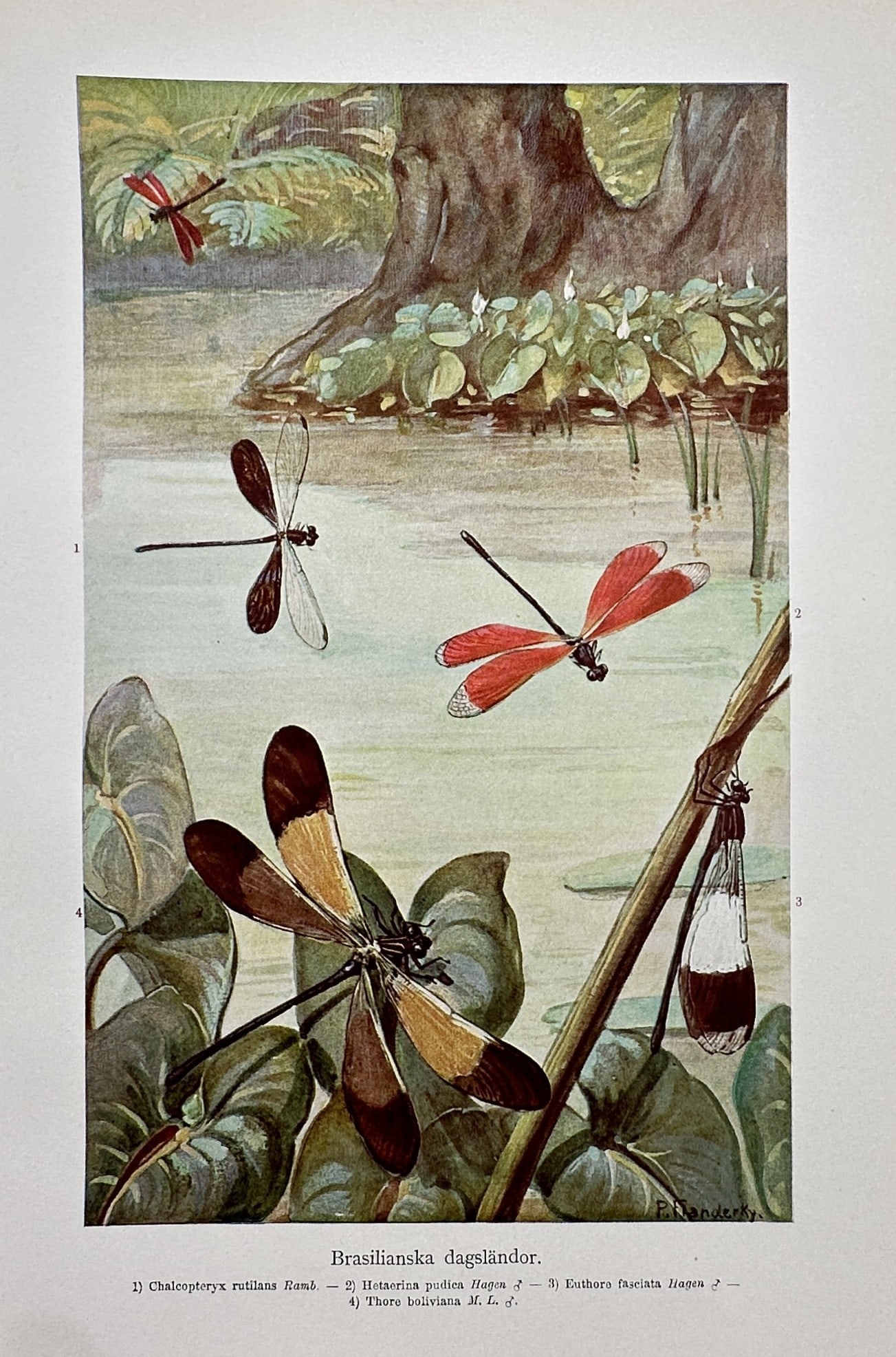 Alfred Brehm (1829-1884), after – View of Brazilian Dragonflies – Offset print (20th Century): "Brasilianska trollsländor" This natural history print depicts various species of Brazilian dragonflies in a lush tropical aquatic environment with broad-leaved plants and a tree trunk. The work was 