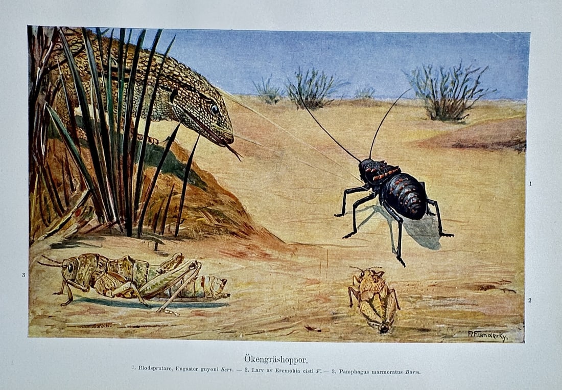 Alfred Brehm (1829-1884), after – View of Desert Grasshoppers – Offset print (20th Century) (1 of 2)
