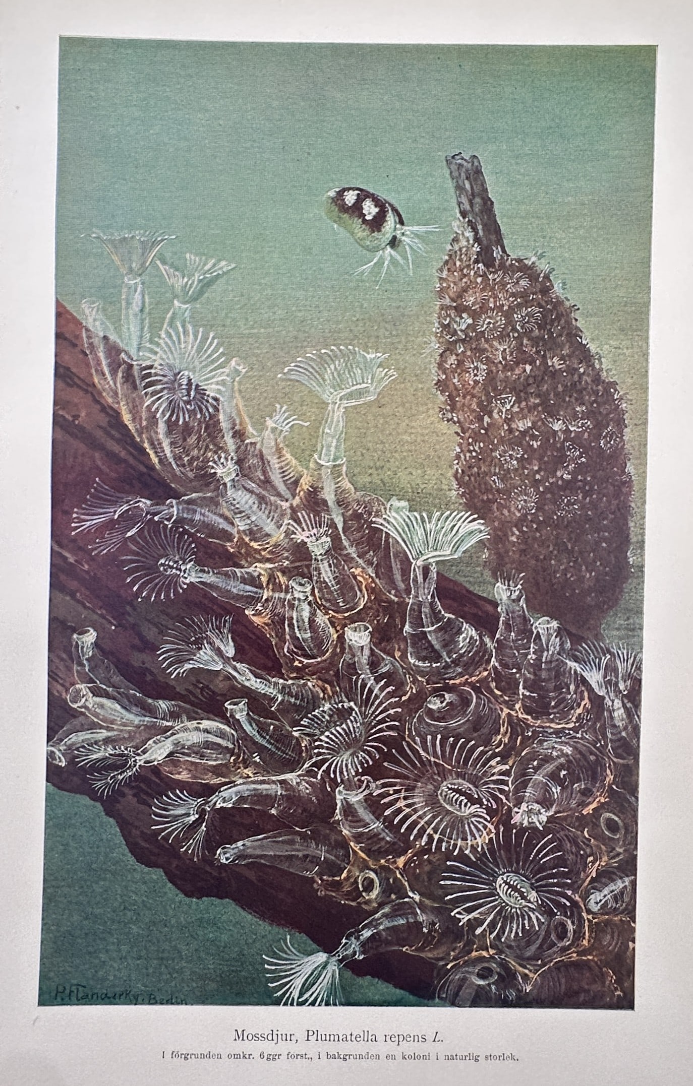 Alfred Brehm (1829-1884), after – View of Moss Animals – Offset print (20th Century) (1 of 2)