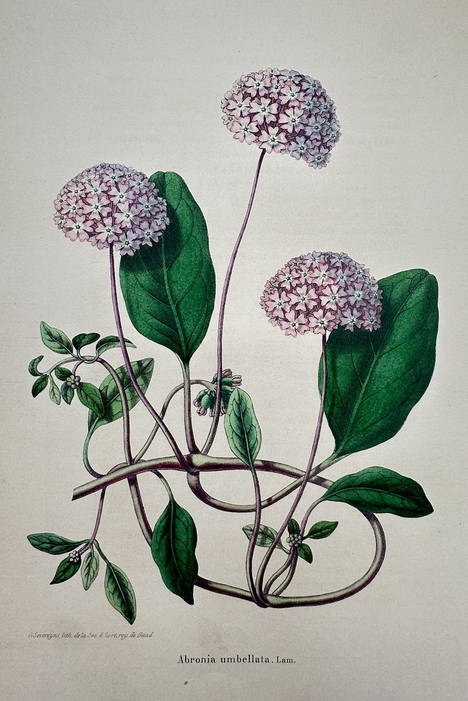 Guillaume Severeyns (19th Century) – View of the Pink Sand Verbena – Chromolithograph (1885): "Abronia umbellata, Lam." This botanical print illustrates a pink sand verbena plant with its rounded clusters of small pink flowers blooming at the ends of long stems above fleshy green leaves. The w