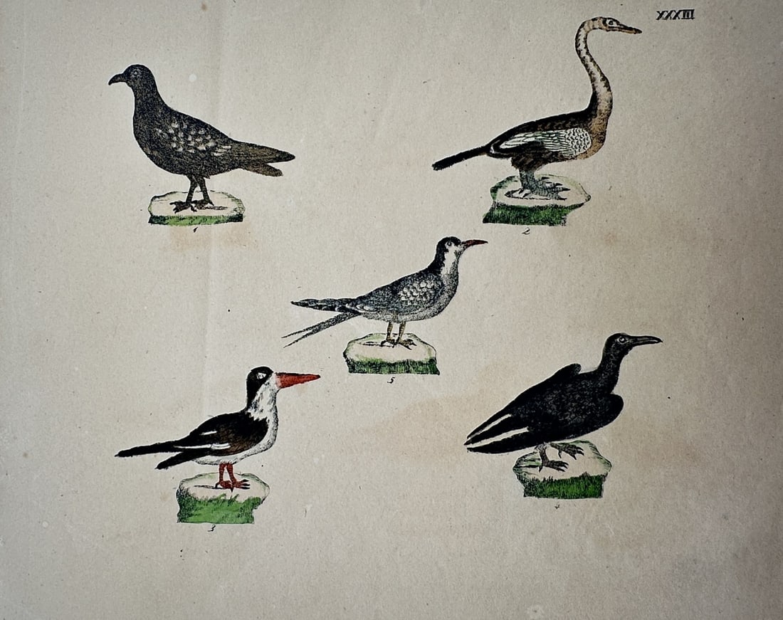 Friedrich Justin Bertuch – Studies of Ornithology – Hand-coloured copper engraving (1790) (1 of 2)