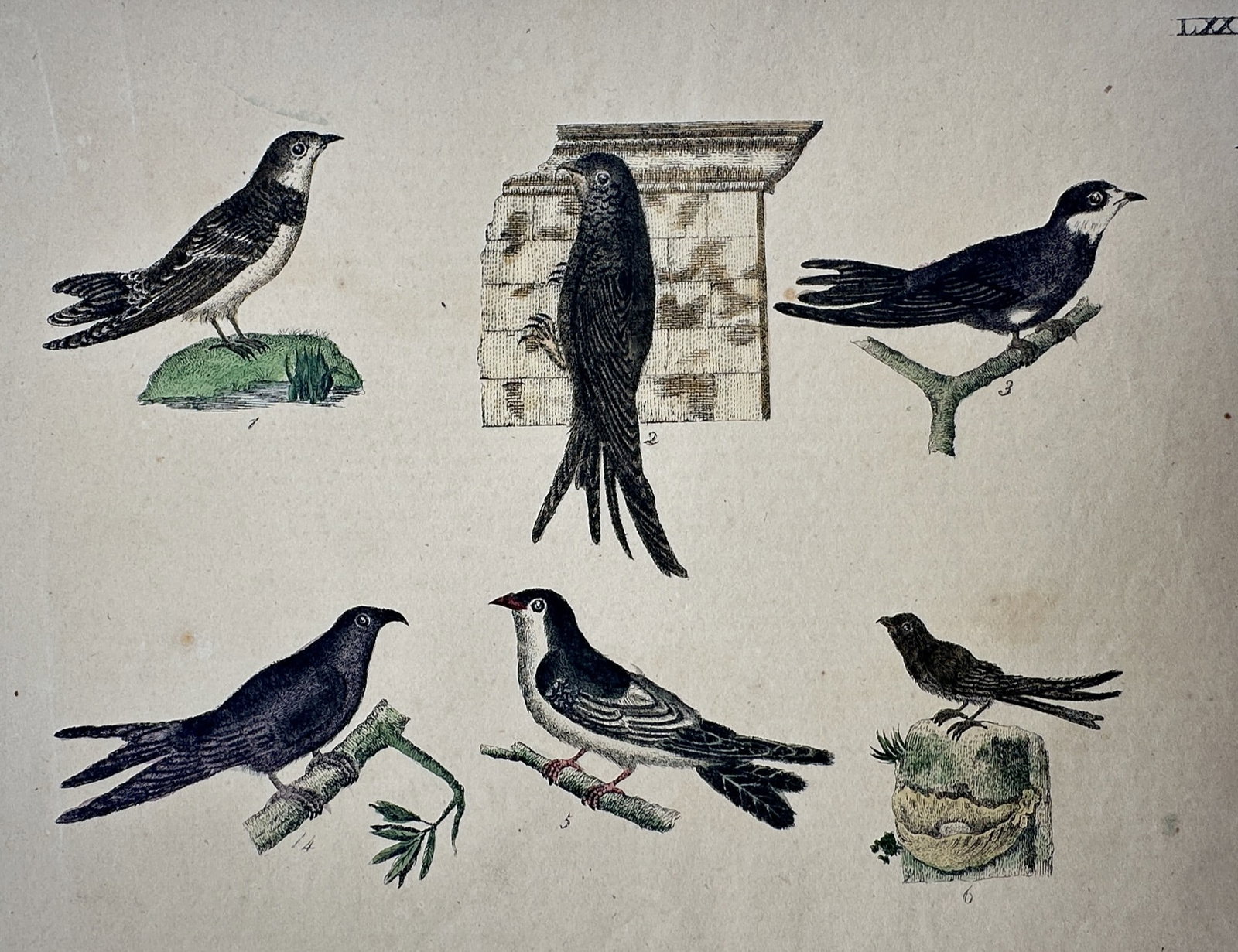 Friedrich Justin Bertuch – Studies of Swallows and Swifts – Hand-coloured copper engraving: "Vögel" This hand-coloured copper engraving depicts six distinct species of aerial insectivores, including various swallows and swifts. Each bird is shown in a characteristic pose—perched on mossy 