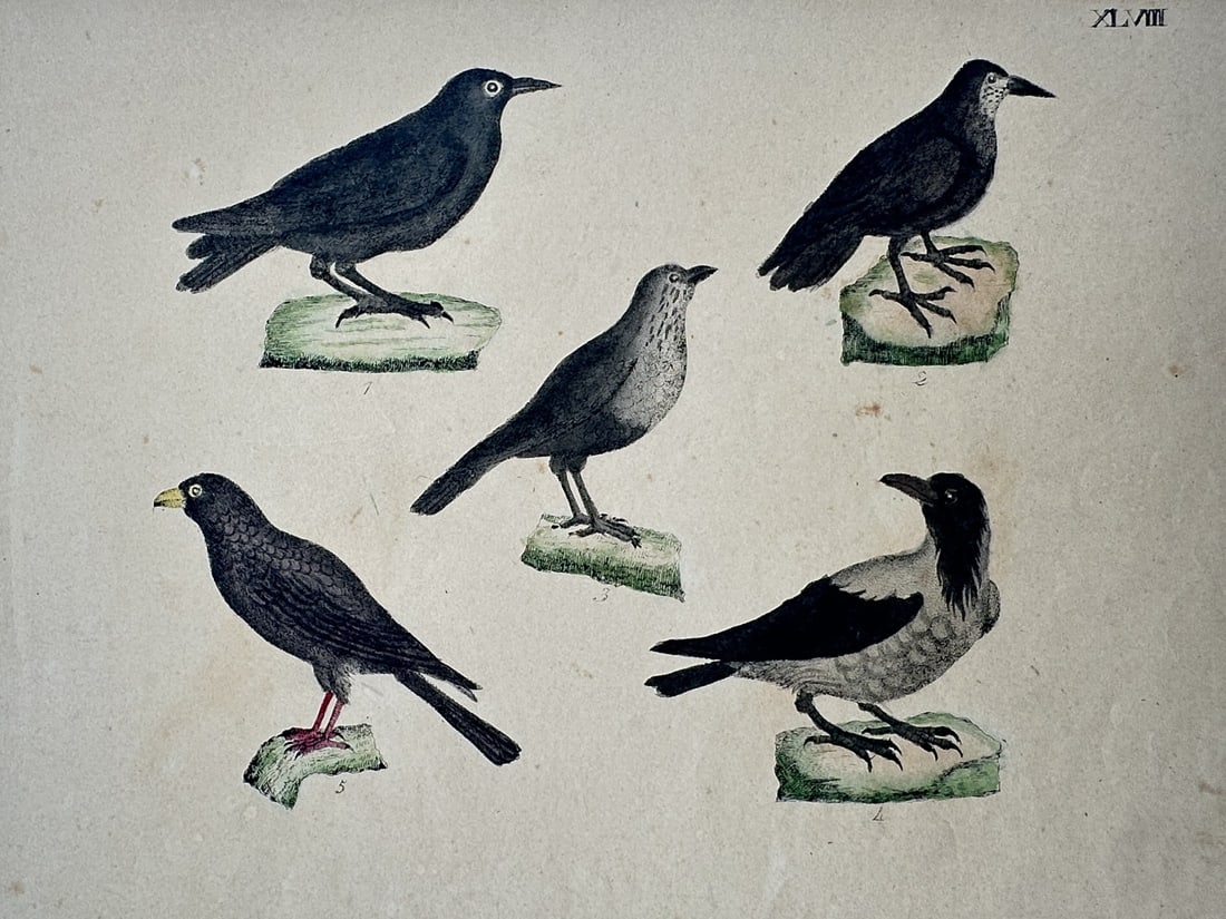 Friedrich Justin Bertuch – Studies of Crows and Grackles – Hand-coloured copper engraving (1790) (1 of 2)
