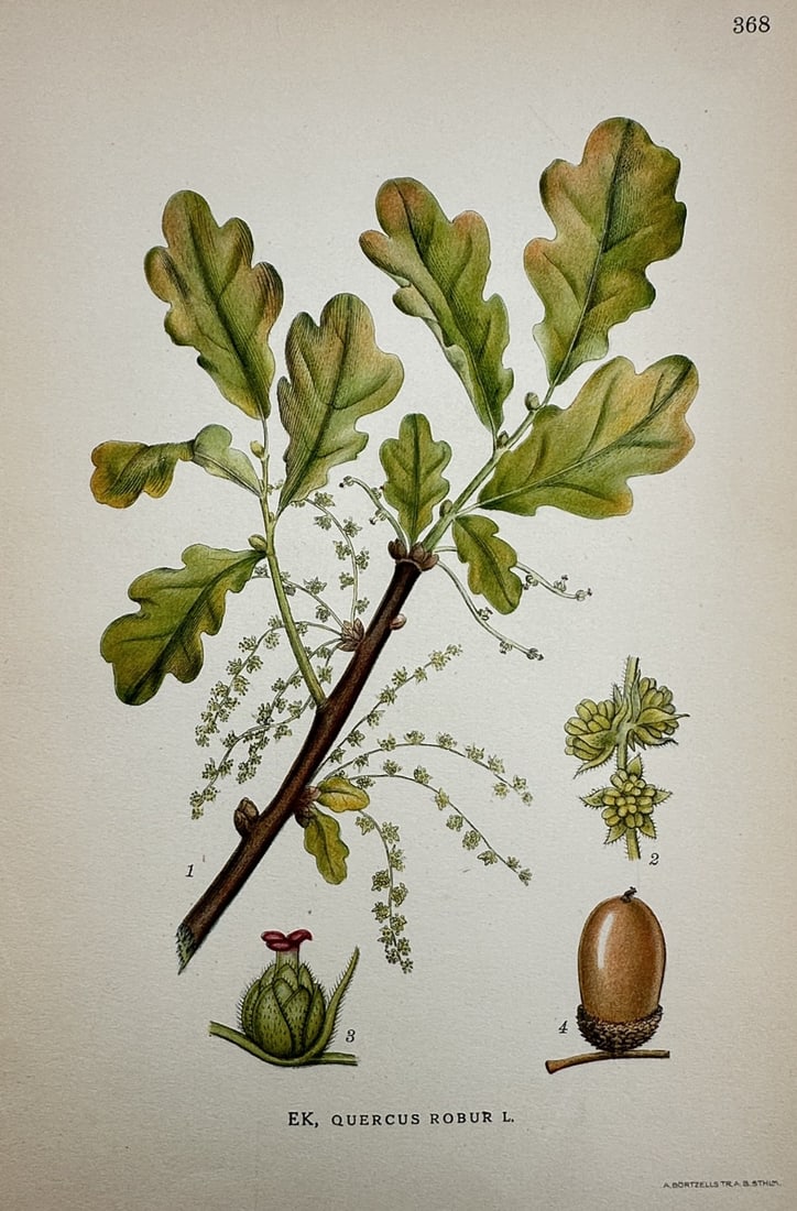 Carl Lindman – English Oak (Quercus robur) – Lithograph (1901) (1 of 2)