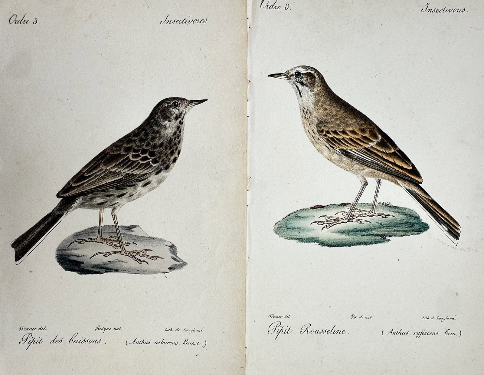 Jean-Charles Werner – Set of 2: Tree Pipit and Tawny Pipit – Hand-coloured lithograph (1828): "Pipit des buissons" and "Pipit Rousseline." This set of two hand-coloured lithographs provides detailed ornithological studies of the Tree Pipit and the Tawny Pipit, shown perched on small mounds of 