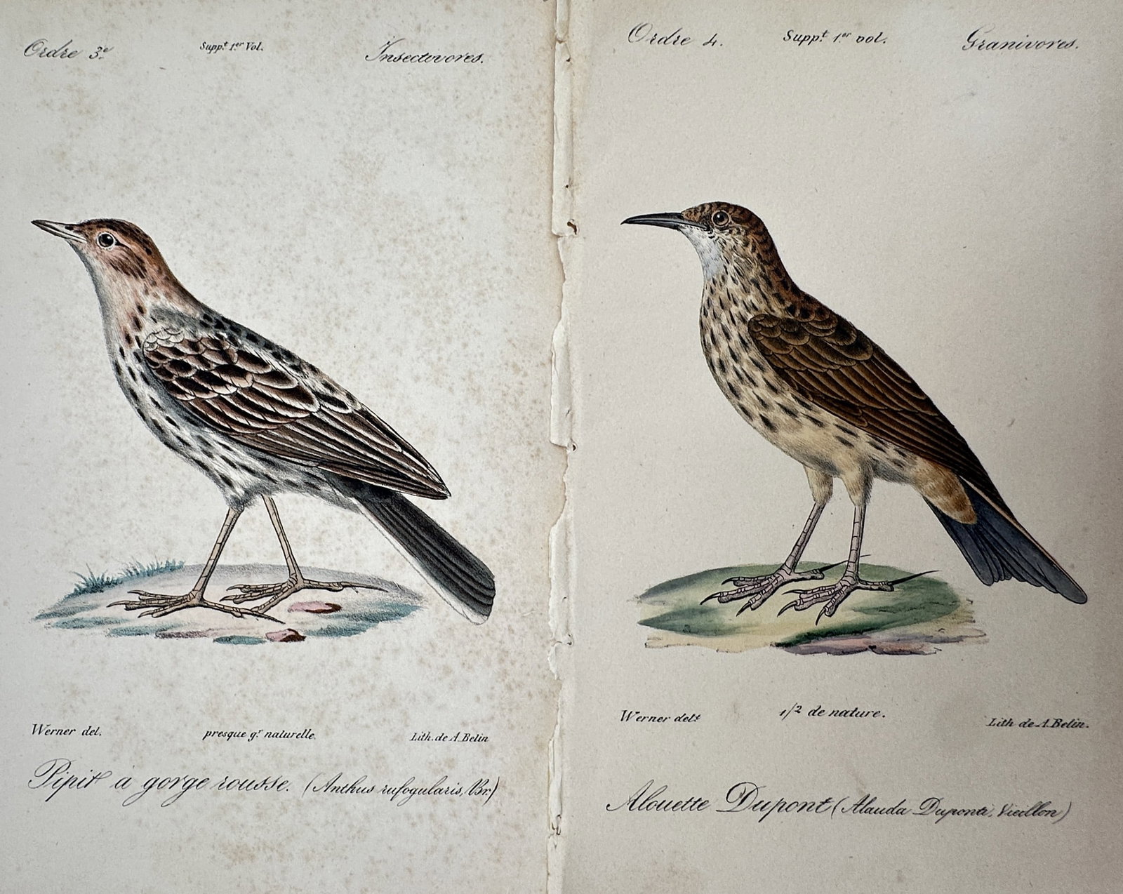 Jean-Charles Werner – Set of 2: Red-throated Pipit and Dupont's Lark – Hand-coloured lithograph (1 of 2)