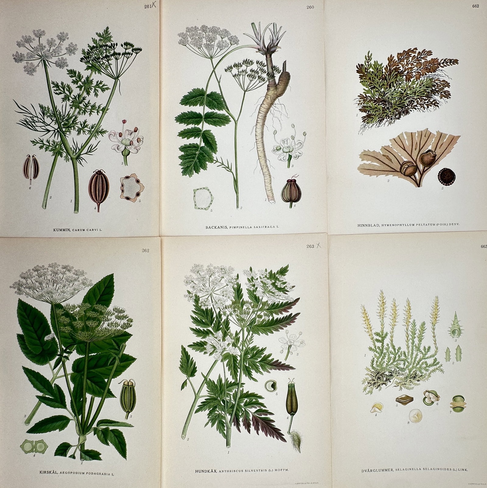 Carl Lindman – Set of 6: Nordic Apiaceae and Cryptogams – Lithograph (1901–1905) (1 of 2)