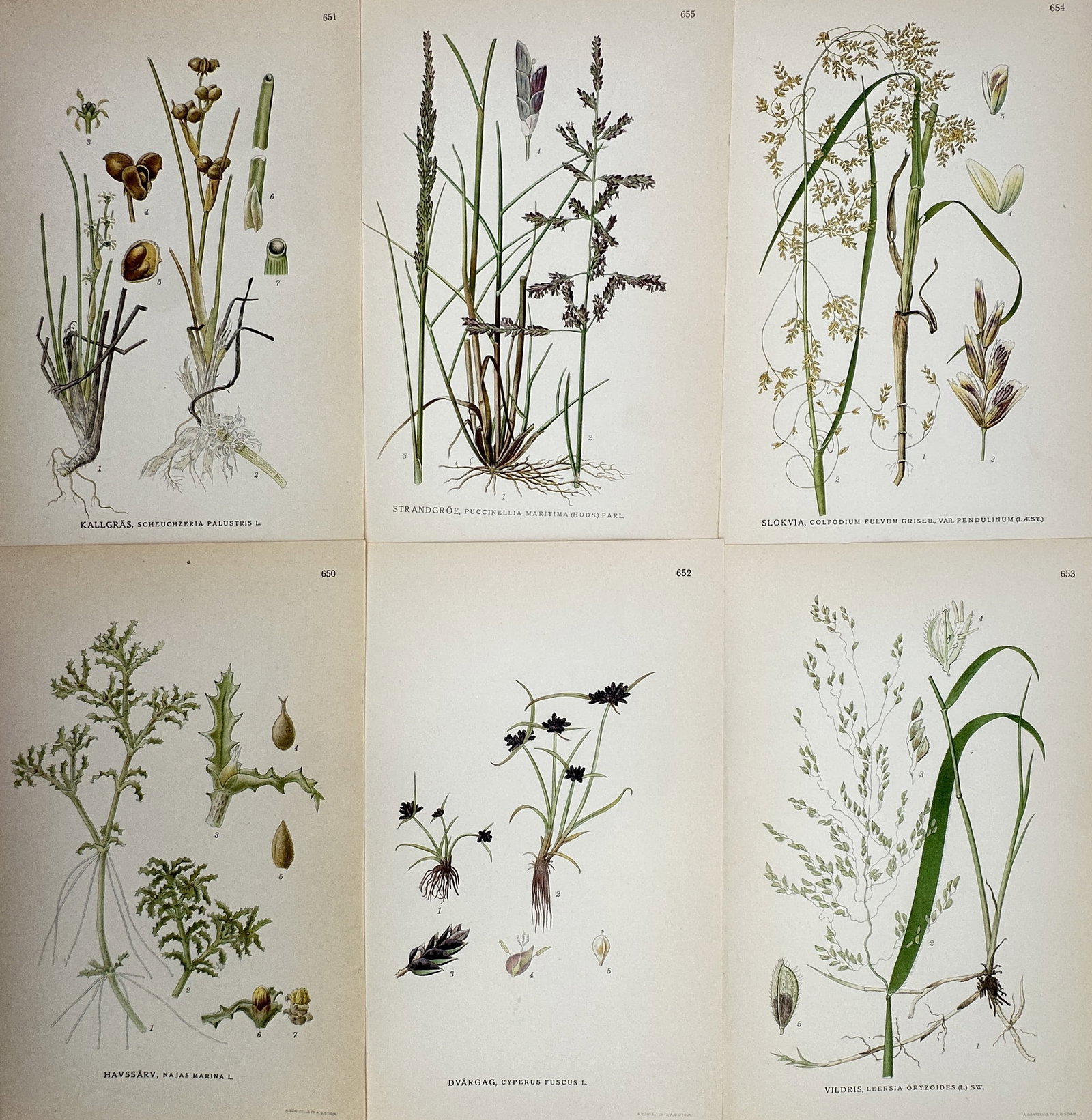 Carl Lindman – Set of 6: Nordic Sedges and Aquatic Grasses – Lithograph (1901–1905): "Bilder ur Nordens Flora." This set of six lithographs features detailed botanical studies of Nordic flora, with a focus on sedges, aquatic grasses, and marsh plants such as Cyperus and Najas marina. 