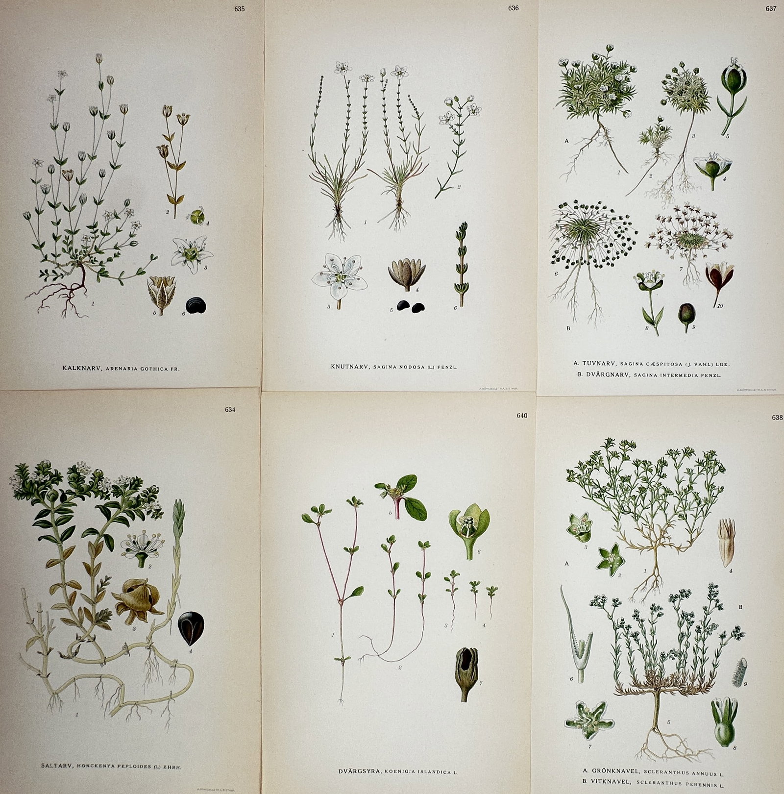 Carl Lindman – Set of 6: Nordic Caryophyllaceae and Small Flowering Plants – Lithograph (1 of 2)