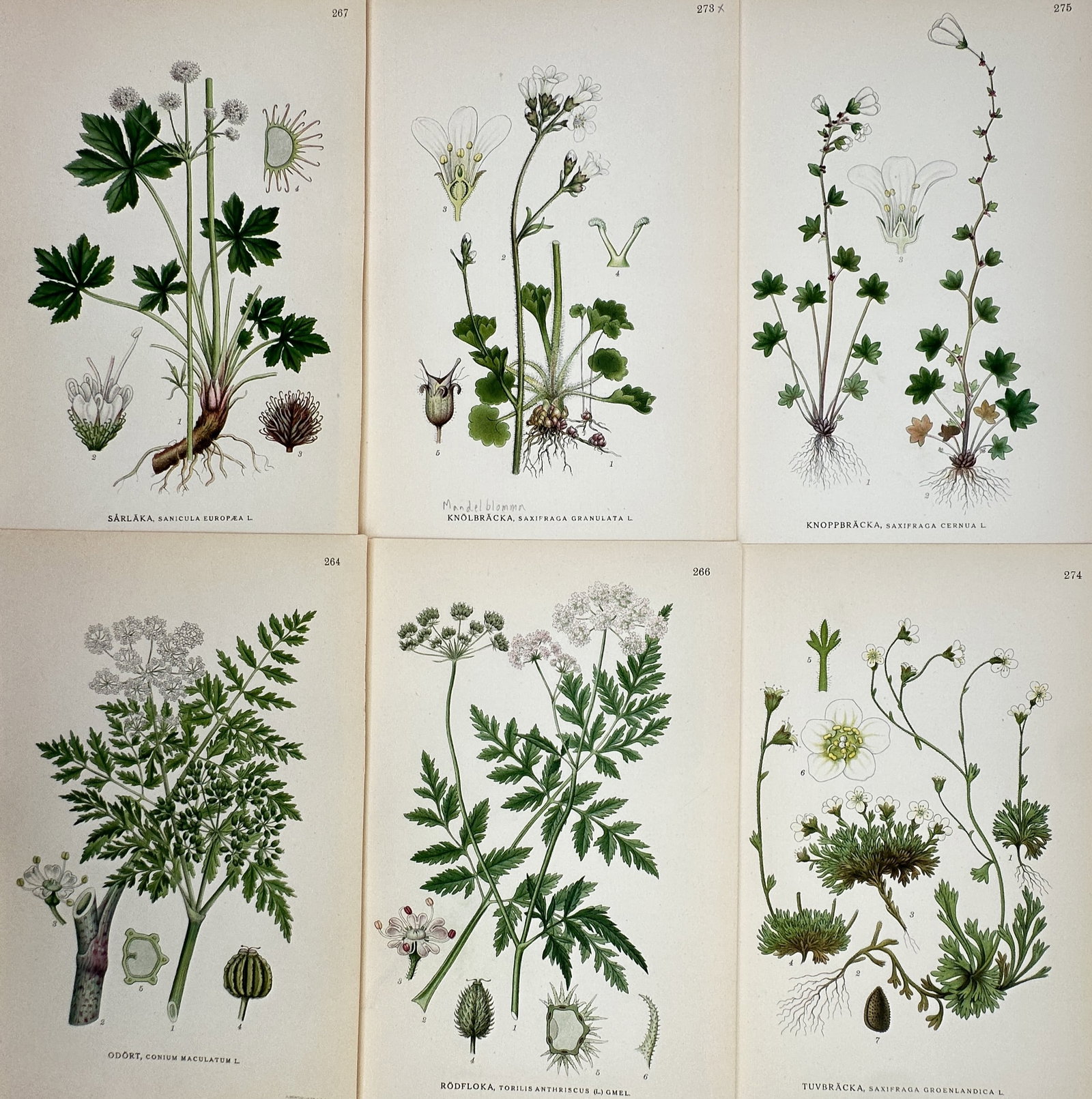 Carl Lindman – Set of 6: Nordic Apiaceae and Saxifrages – Lithograph (1901–1905) (1 of 2)