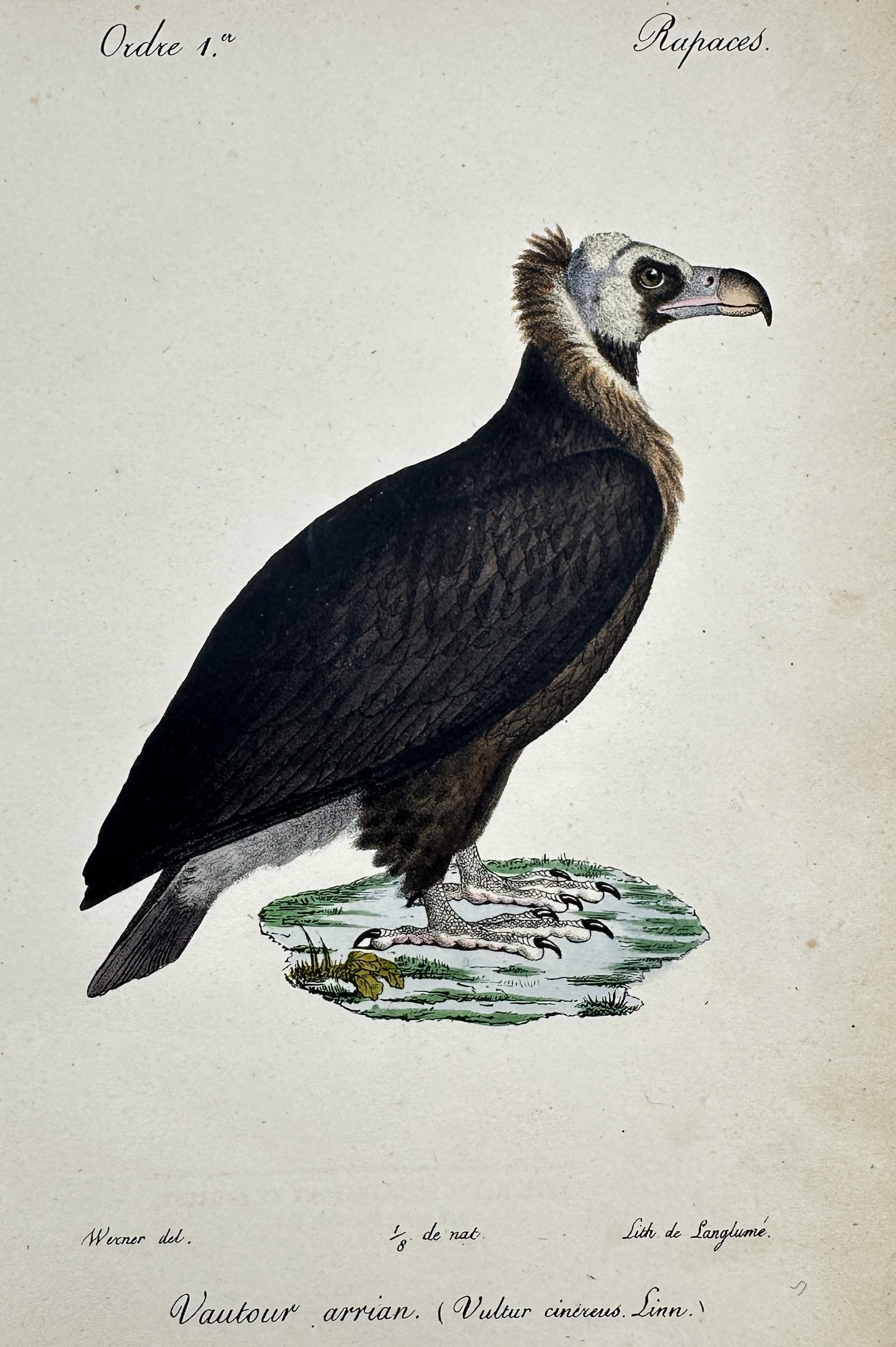 Jean-Charles Werner (1791–1849) – View of a Cinereous Vulture – Hand-coloured lithograph: "Vautour arrian. (Vultur cinereus. Linn.)". This hand-coloured lithograph depicts a cinereous vulture in profile, showcasing its dark brown plumage and powerful beak. The work is from the series Histo