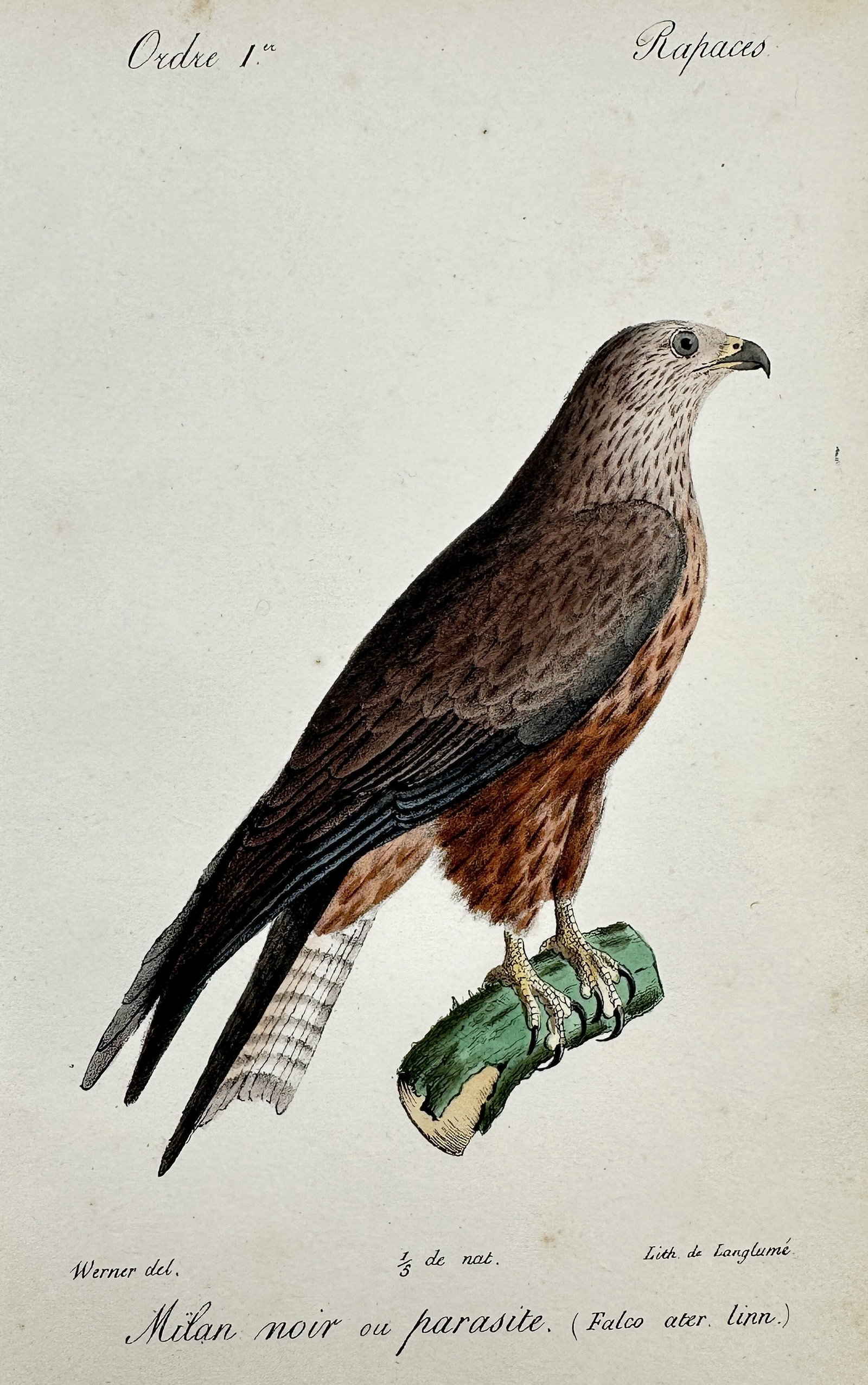 Jean-Charles Werner (1791–1849) – View of a Black Kite – Hand-coloured lithograph (c.: "Milan noir ou parasite. (Falco ater. linn.)". This hand-coloured lithograph depicts a black kite perched on a mossy branch, illustrating its brown plumage and characteristic raptor profile. The work 