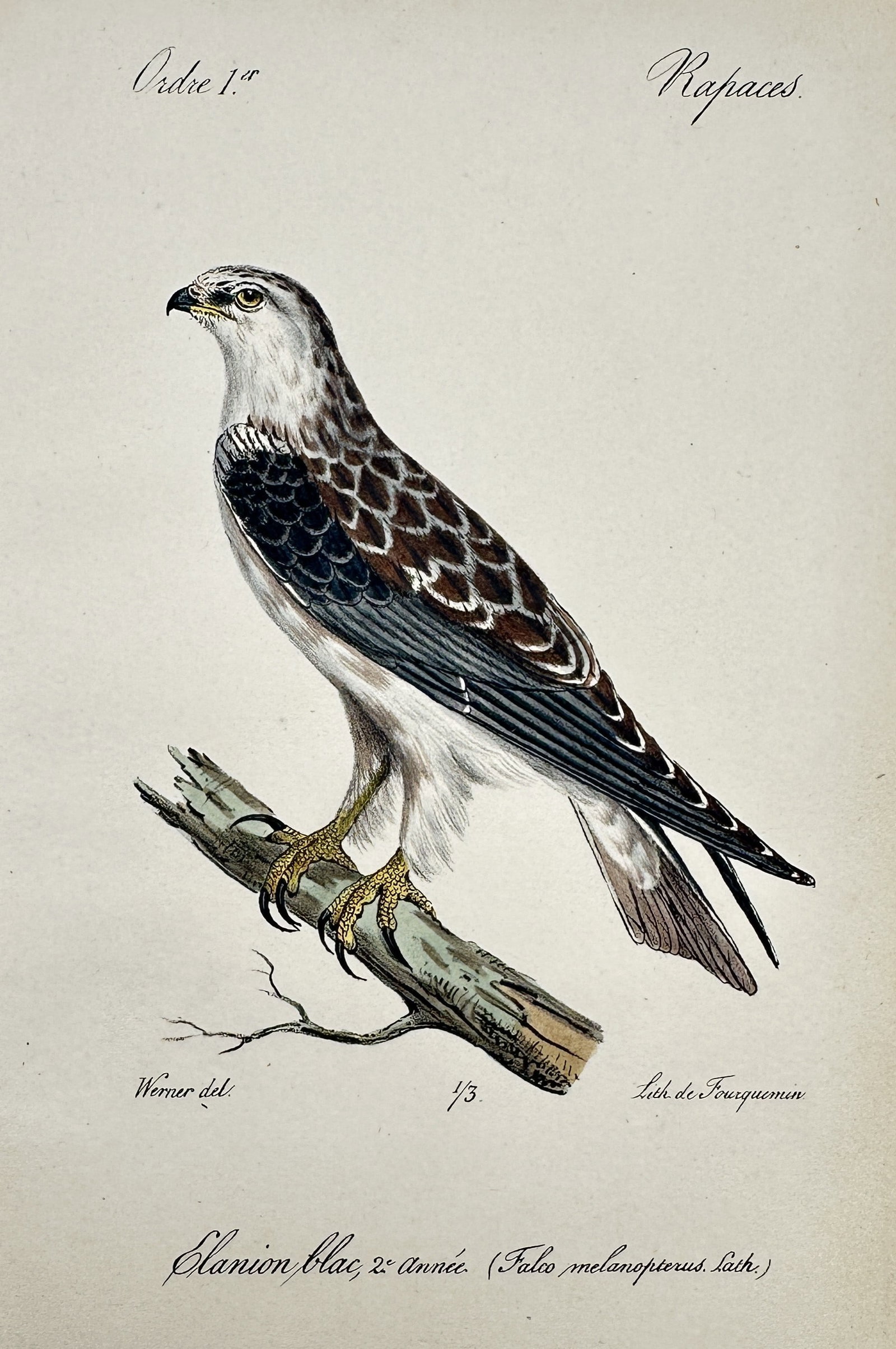 Jean-Charles Werner (1791–1849) – View of a Black-winged Kite – Hand-coloured lithograph: "Elanion blac, 2.e année. (Falco melanopterus. lath.)". This hand-coloured lithograph in IMG_4148.jpg depicts a black-winged kite perched on a branch, showcasing its white and grey plumage with chara
