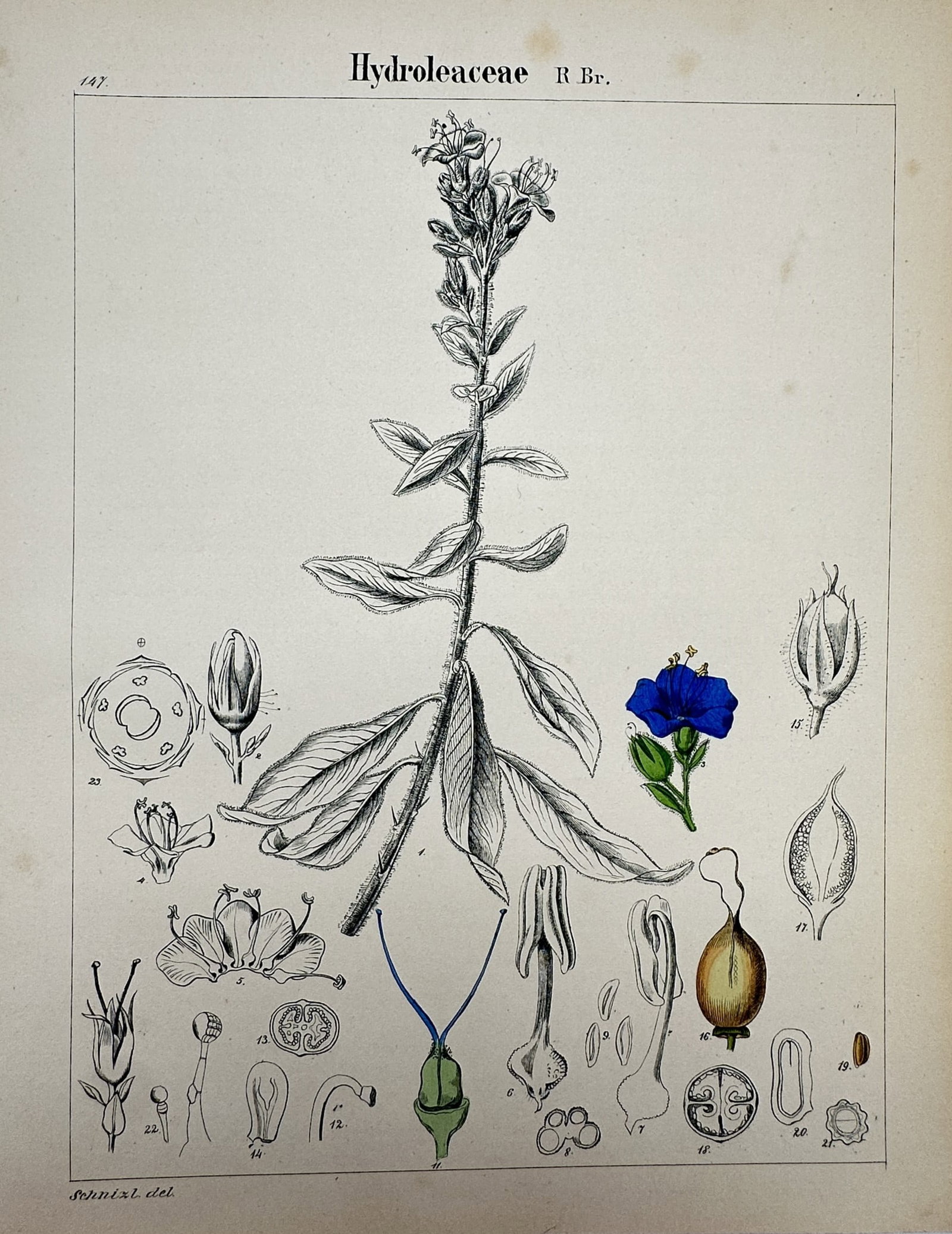 Adalbert Schnizlein (1814–1868) – View of Hydroleaceae – Hand-coloured lithograph (c.: "Hydroleaceae". This hand-coloured lithograph displays a central botanical specimen of the Hydroleaceae family, surrounded by numerous detailed dissections of its floral organs, seeds, and fruit struc