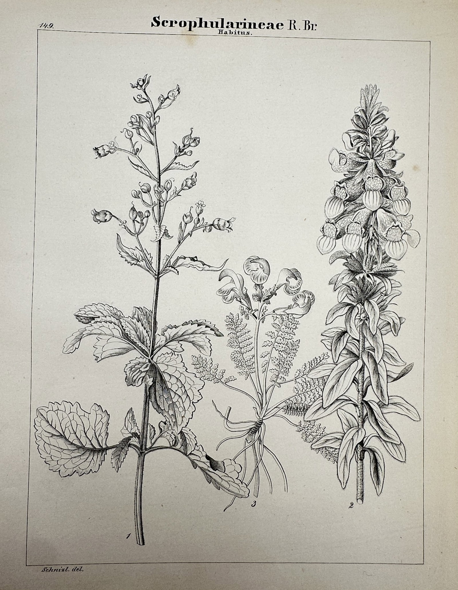 Adalbert Schnizlein (1814–1868) – View of Scrophularineae – Lithograph (c. 1843–1870): "Scrophularineae". This lithograph in IMG_4154.jpg illustrates the growth habit of three different plants from the Scrophularineae family, showcasing their diverse foliage and flowering structures. Th