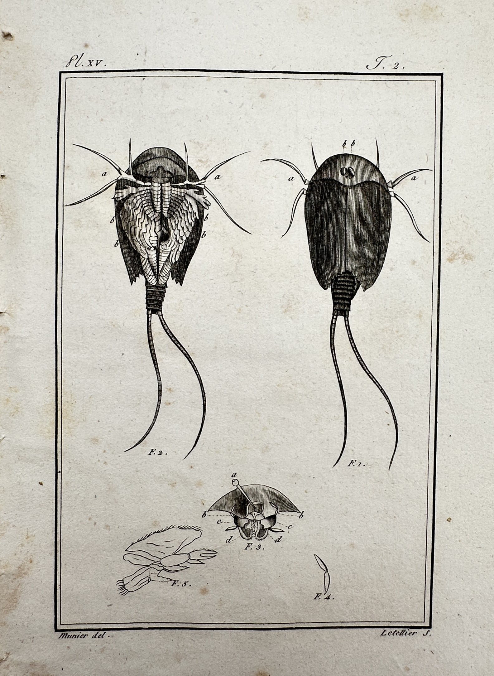 Georges-Louis Leclerc, Comte de Buffon (1707-1788) – View of Crustaceans – Copper engraving: "Le Monocle à queue en filet." This print illustrates various views of a crustacean, specifically a tadpole shrimp, showing the dorsal and ventral anatomy. The work was published as part of the monum