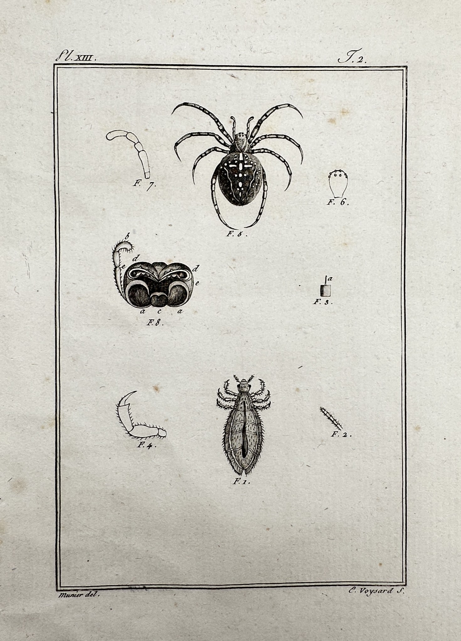 Georges-Louis Leclerc, Comte de Buffon (1707-1788) – View of a Spider and Insects: "L'Araignée diadème et le Pou." This print features a central depiction of a garden spider alongside a louse and several microscopic or anatomical details of their appendages. The work is taken from