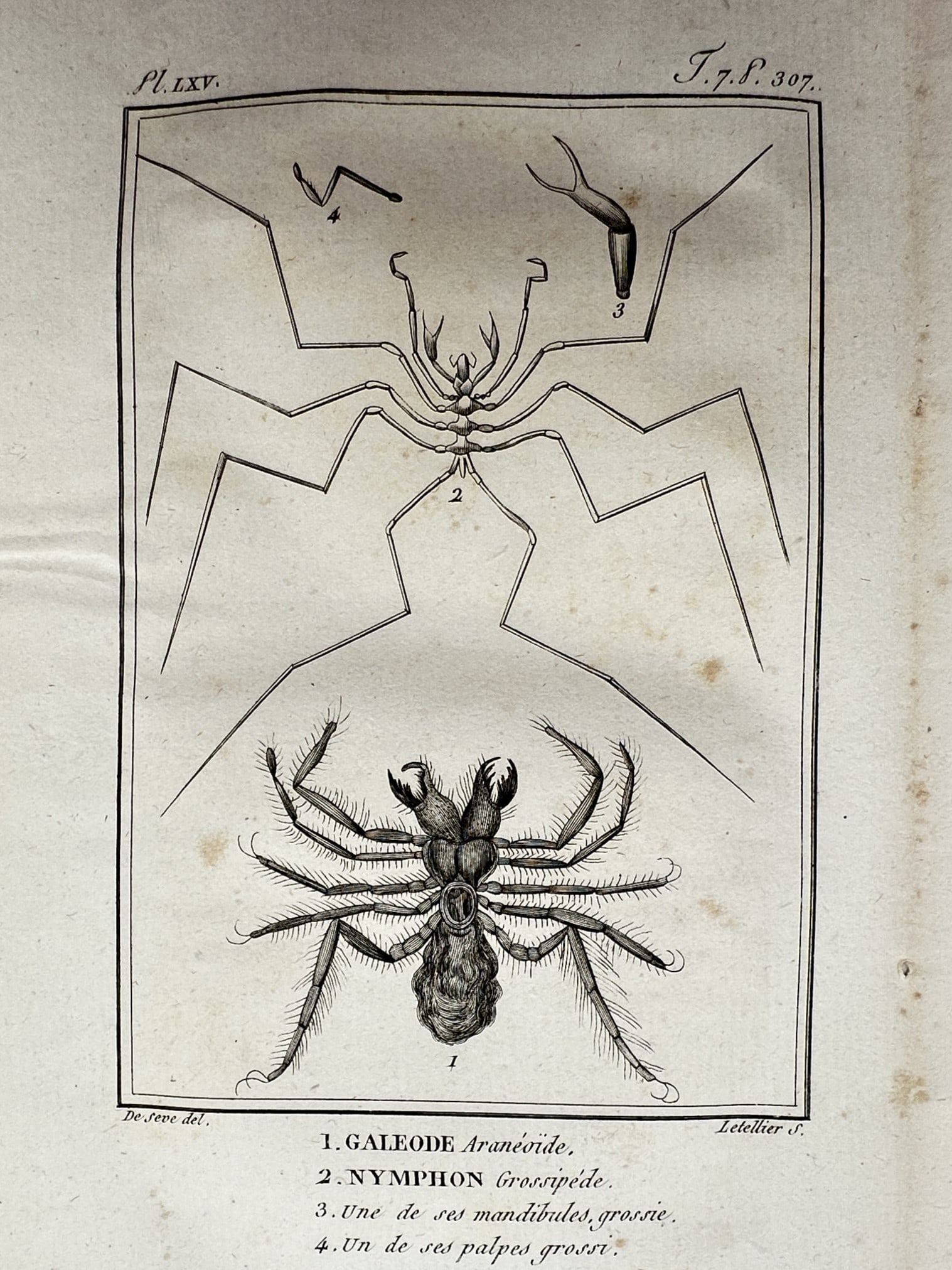 Georges-Louis Leclerc, Comte de Buffon (1707-1788) – View of a Camel Spider and Sea Spider: "Galeode Aranéide and Nymphon Grossipède." This print illustrates two distinct arachnids, a solifuge commonly known as a camel spider and a pycnogonid or sea spider, along with magnified views of a 