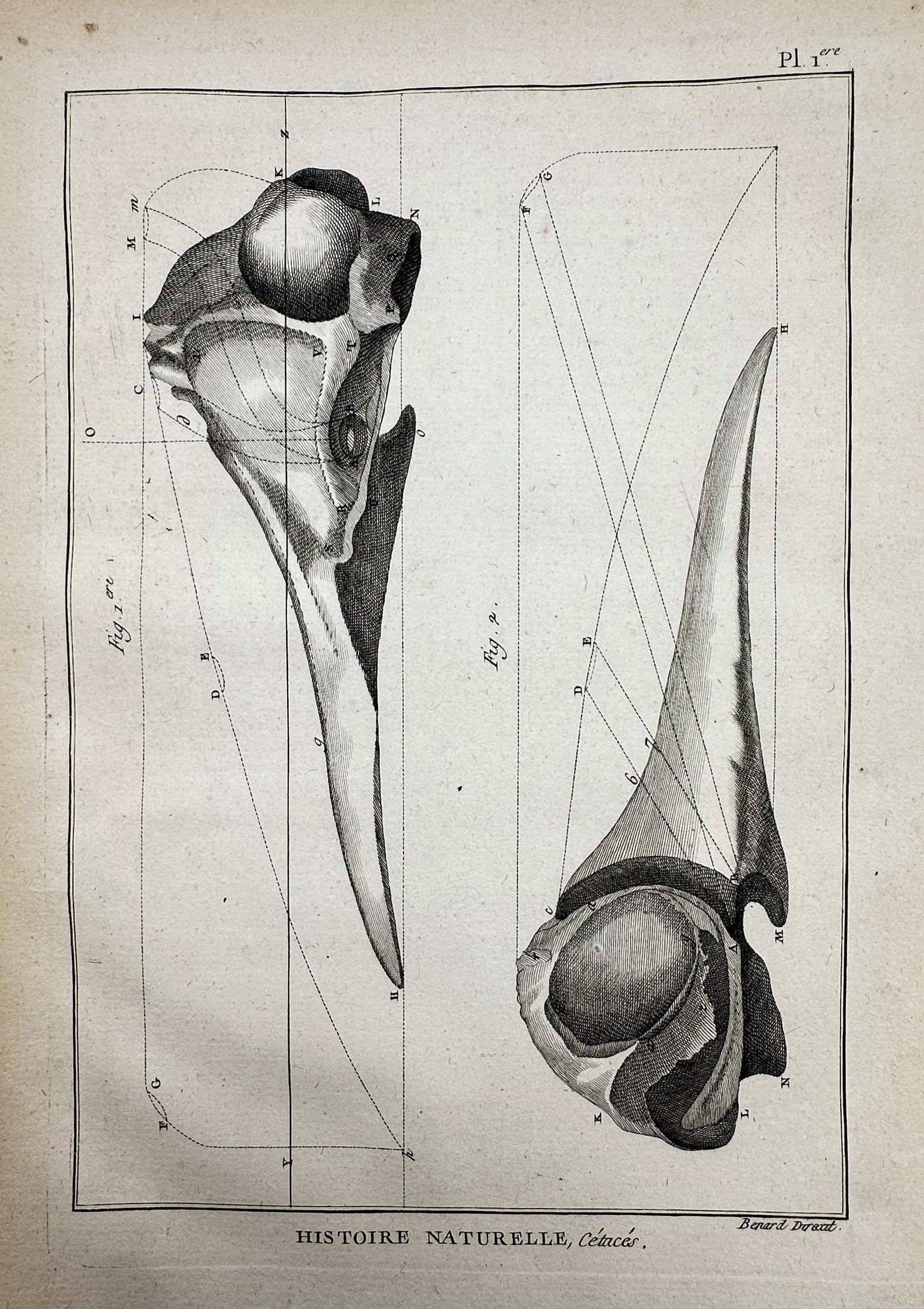 Robert Bénard (1734–1777) – View of Cetacean Skulls – Copper engraving (1789) (1 of 2)