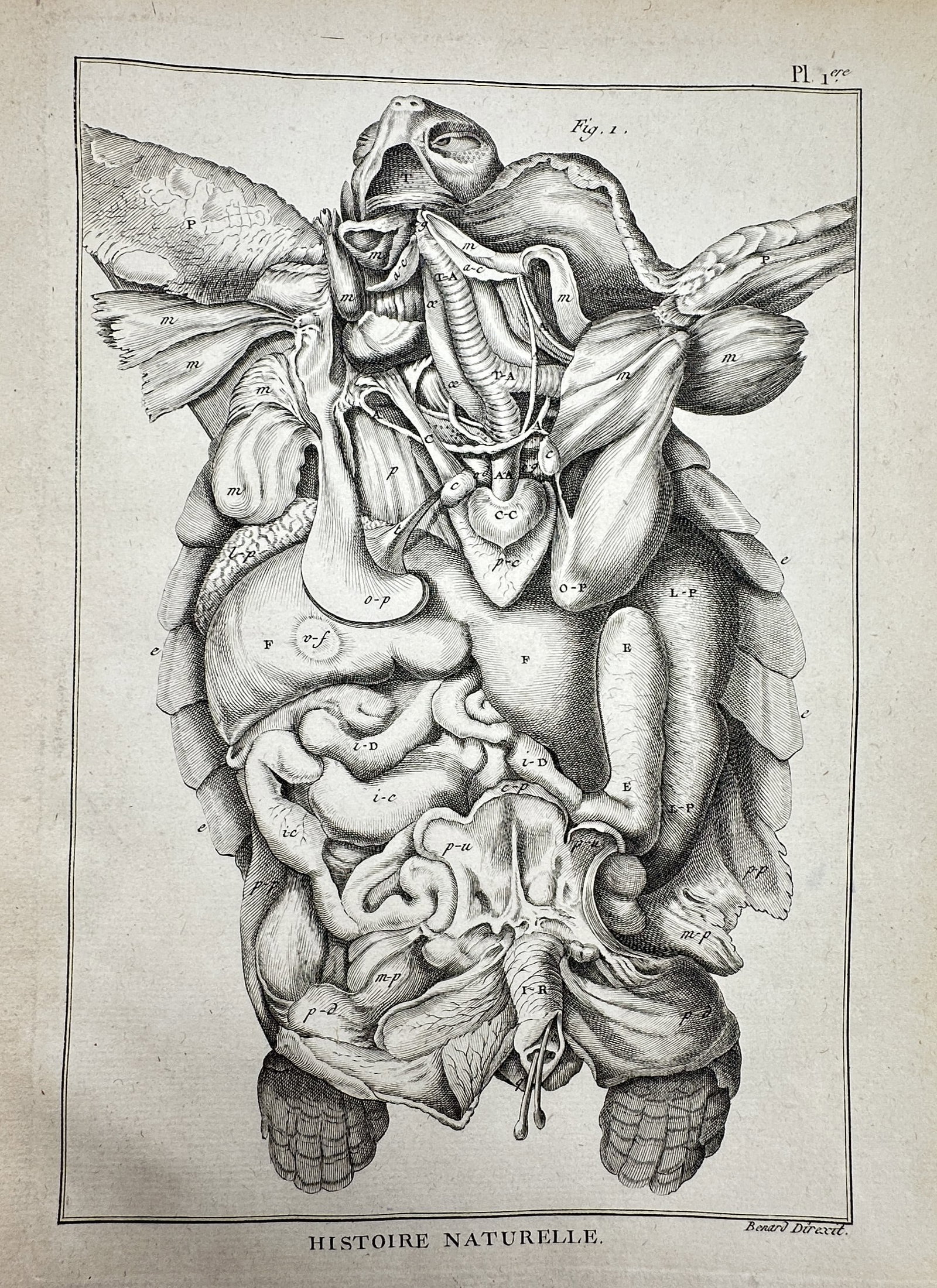 Robert Bénard (1734–1777) – Anatomical Study of a Tortoise – Copper engraving (1789) (1 of 2)