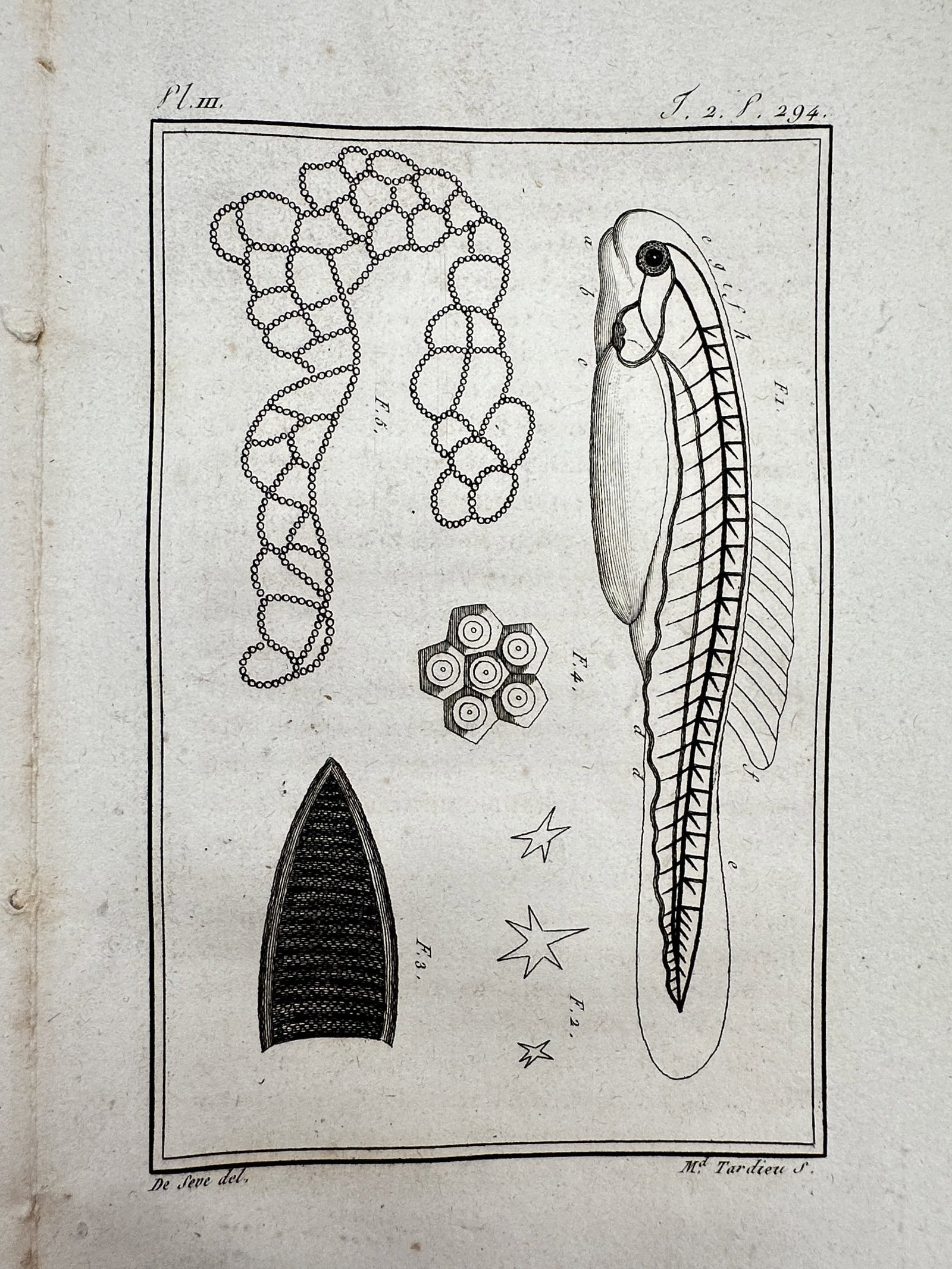 Georges-Louis Leclerc, Comte de Buffon – View of Fish Embryo and Eggs - Copper engraving: "Développement du Poulet et des Poissons." This print illustrates the early developmental stages of a fish embryo alongside various clusters and arrangements of eggs. The work is taken from the monum