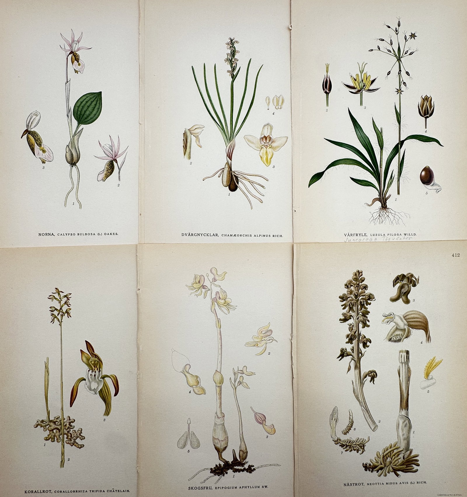 Carl Axel Magnus Lindman (1856–1928) – Set of 6: View of Nordic Botanical Species (1 of 2)
