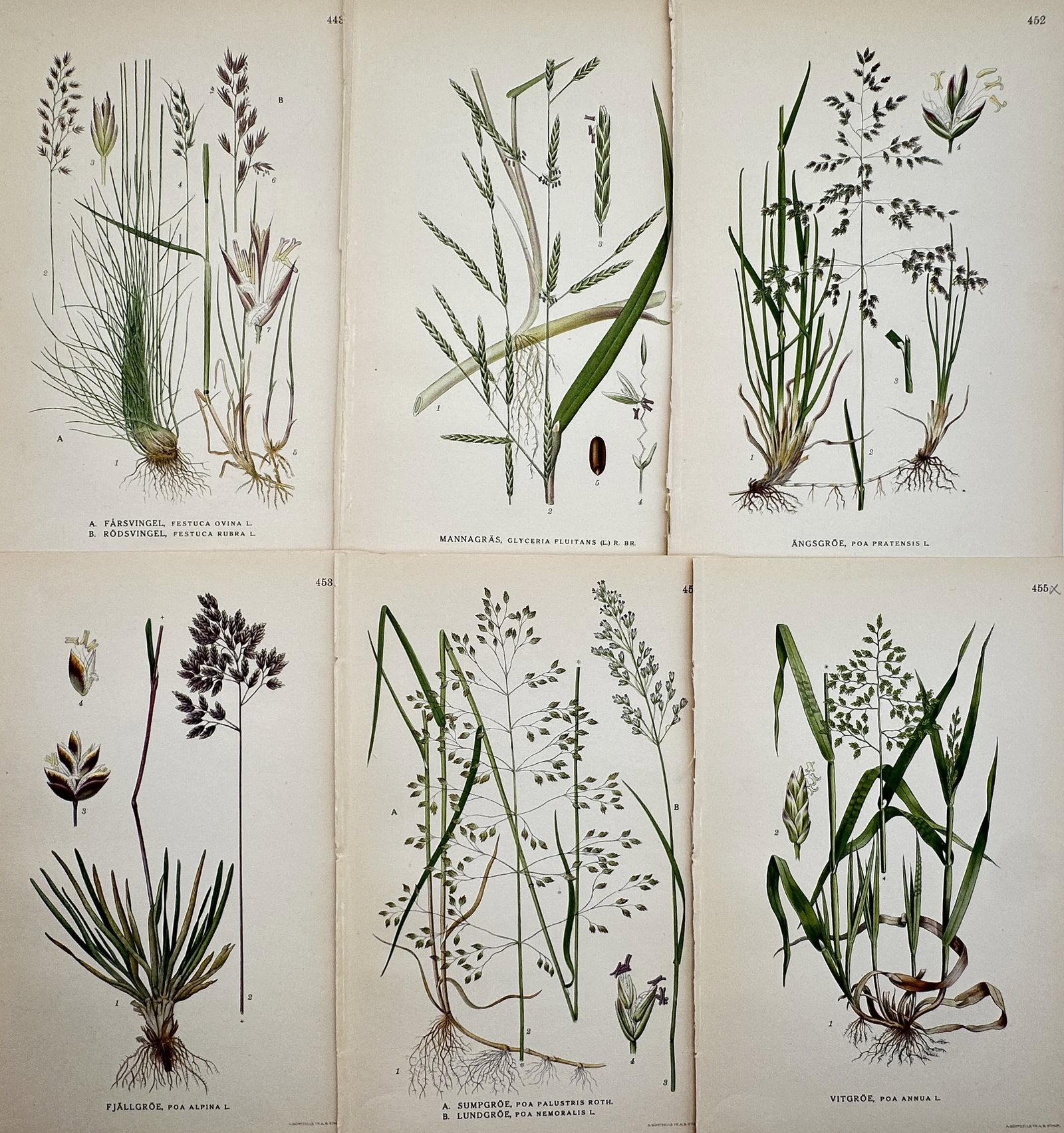 Carl Axel Magnus Lindman (1856–1928) – Set of 6: View of Nordic Grass Species: "Bilder ur Nordens Flora." This set of six prints displays various species of grasses native to the Nordic regions, including different types of fescue and meadow-grass such as Festuca ovina and Poa p