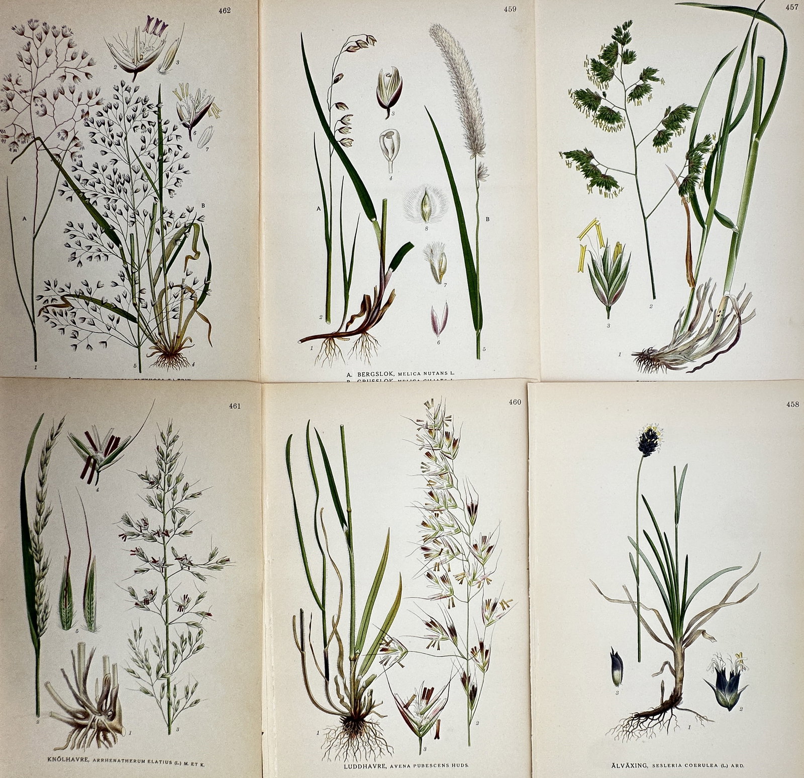 Carl Axel Magnus Lindman (1856–1928) – Set of 6: View of Nordic Poaceae Species (1 of 2)