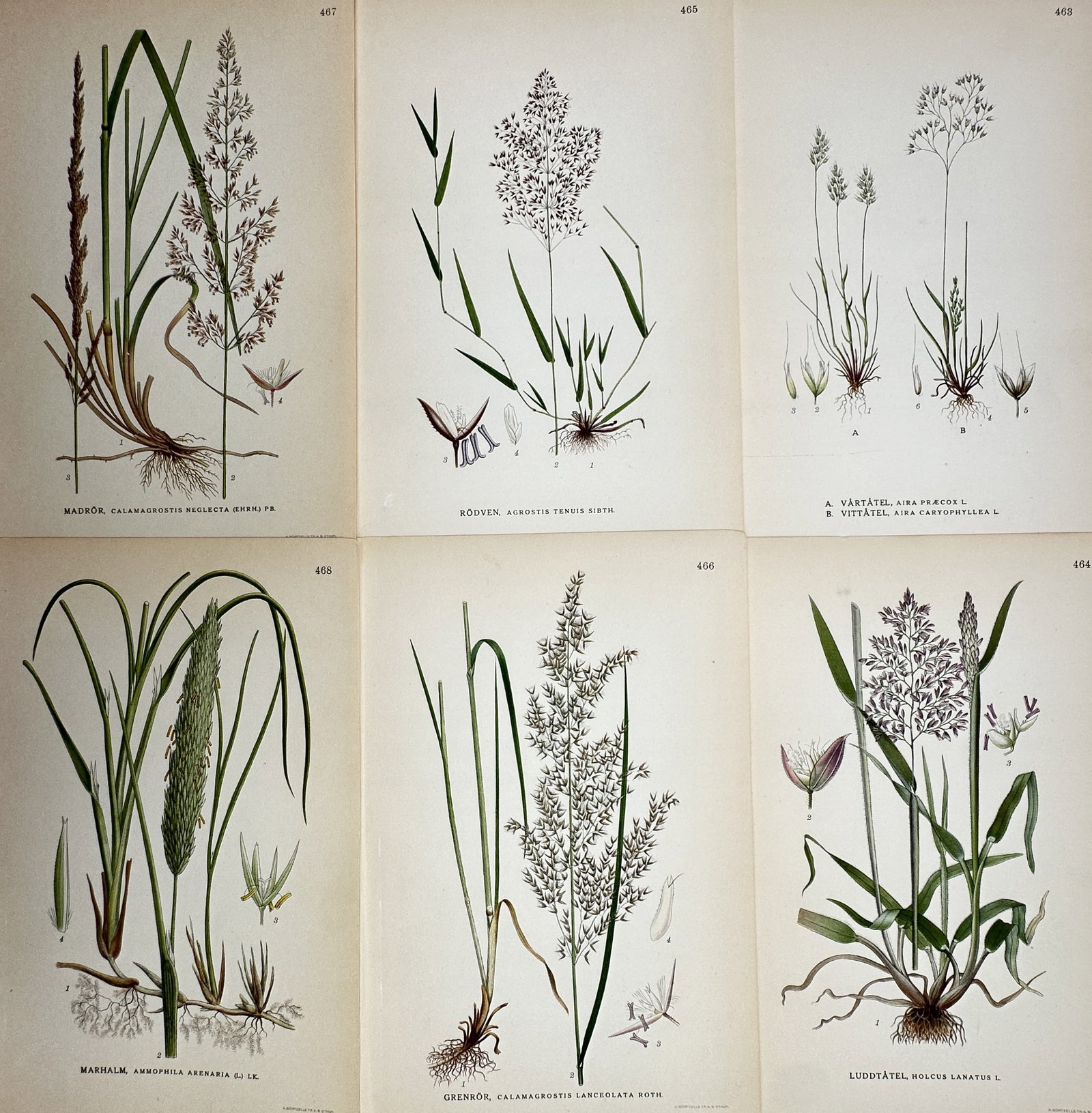 Carl Axel Magnus Lindman (1856–1928) – Set of 6: View of Northern Grass Varieties (1 of 2)