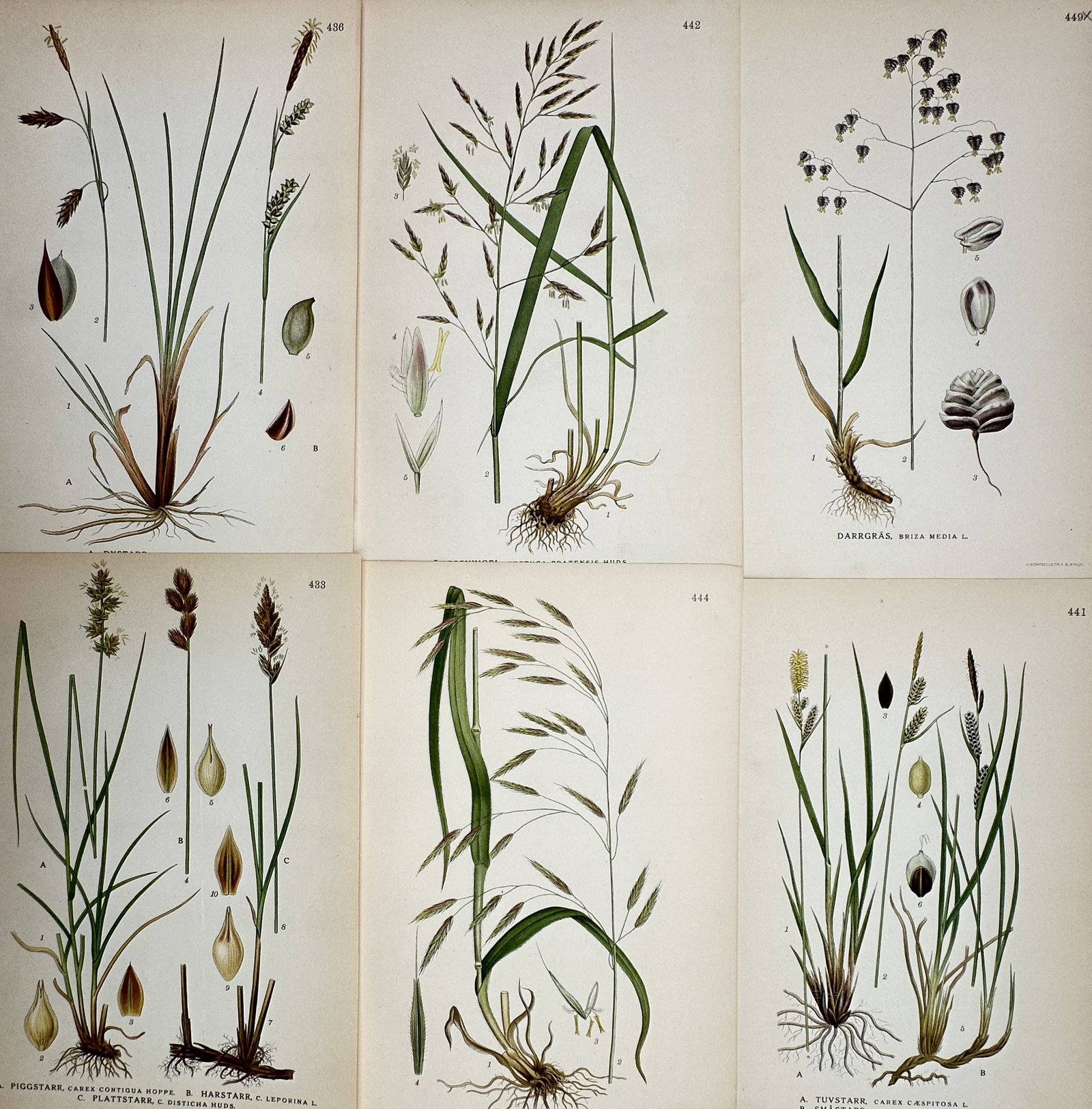 Carl Axel Magnus Lindman (1856–1928) – Set of 6: View of Northern Gramineae and Cyperaceae (1 of 2)