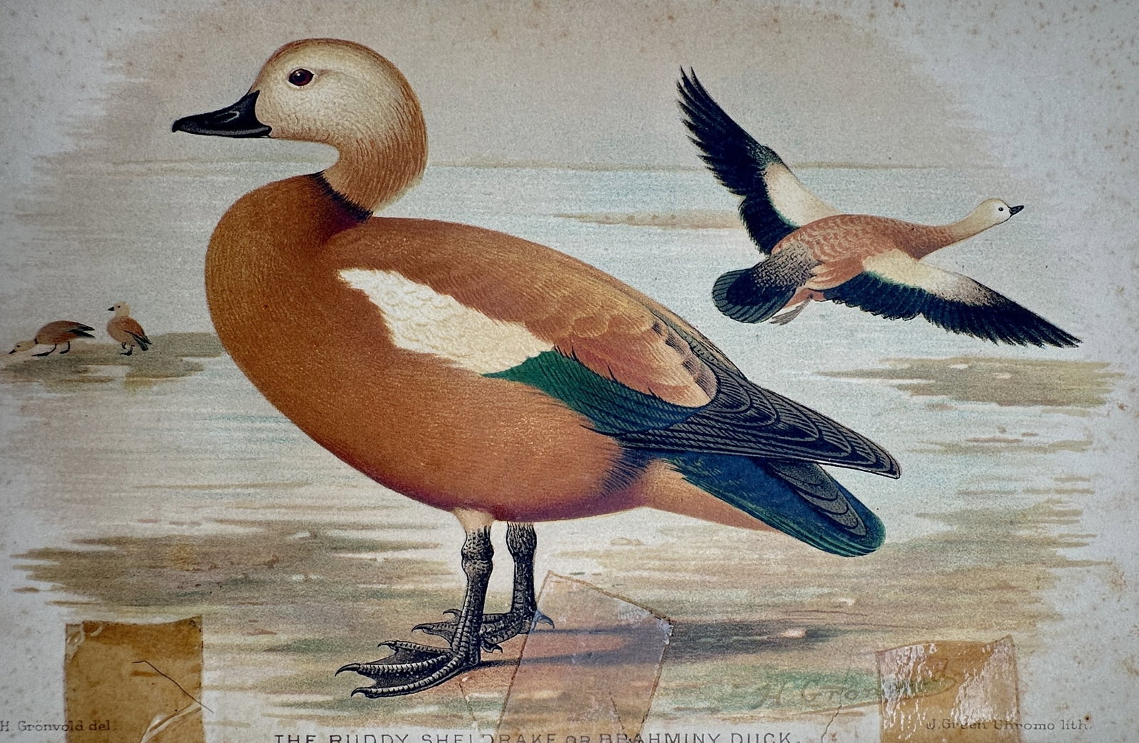 Henrik Grönvold (1858–1940) – View of the Ruddy Sheldrake or Brahminy Duck – Chromolithograph: "The Ruddy Sheldrake or Brahminy Duck." This print depicts the orange-brown waterfowl in a coastal setting, showing one bird standing in profile and another in flight to display its white and green wi