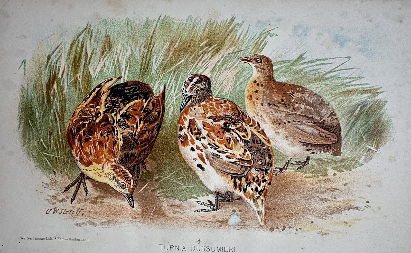 Alfred William Strutt (1856–1924) – View of the Little Button-Quail – Chromolithograph (1921): "Turnix Dussumieri." This print depicts three little button-quails in a grassy field, showcasing their mottled brown and white plumage as they forage on the ground. The work is from the series The Gam