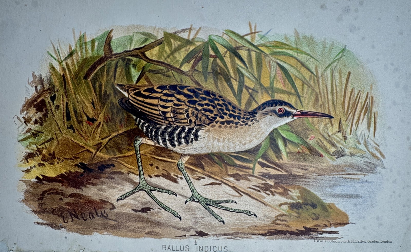 Edward Neale (1833–1904) – View of the Eastern Water Rail – Chromolithograph (1921): "Rallus Indicus." This print depicts an eastern water rail standing at the edge of a waterway with dense marsh vegetation in the background, highlighting the bird's barred plumage and long reddish bil