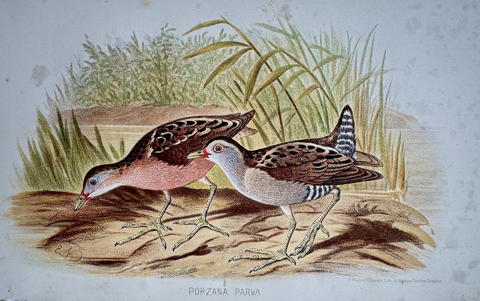 Edward Neale (1833–1904) – View of the Little Crake – Chromolithograph (1921): "Porzana Parva." This print depicts a pair of little crakes foraging on a muddy bank with tall marsh grasses in the background, showcasing the distinct plumage of the male with its slate-grey face and