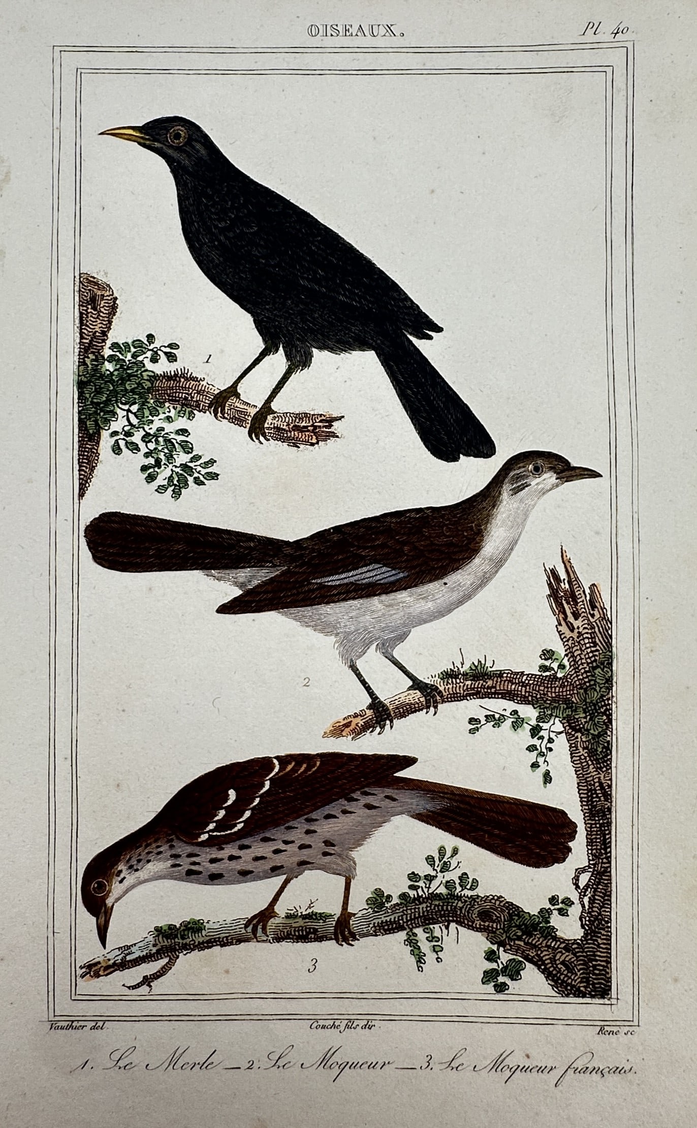 Georges-Louis Leclerc, Comte de Buffon – View of the Blackbird and Mockingbirds (1 of 2)