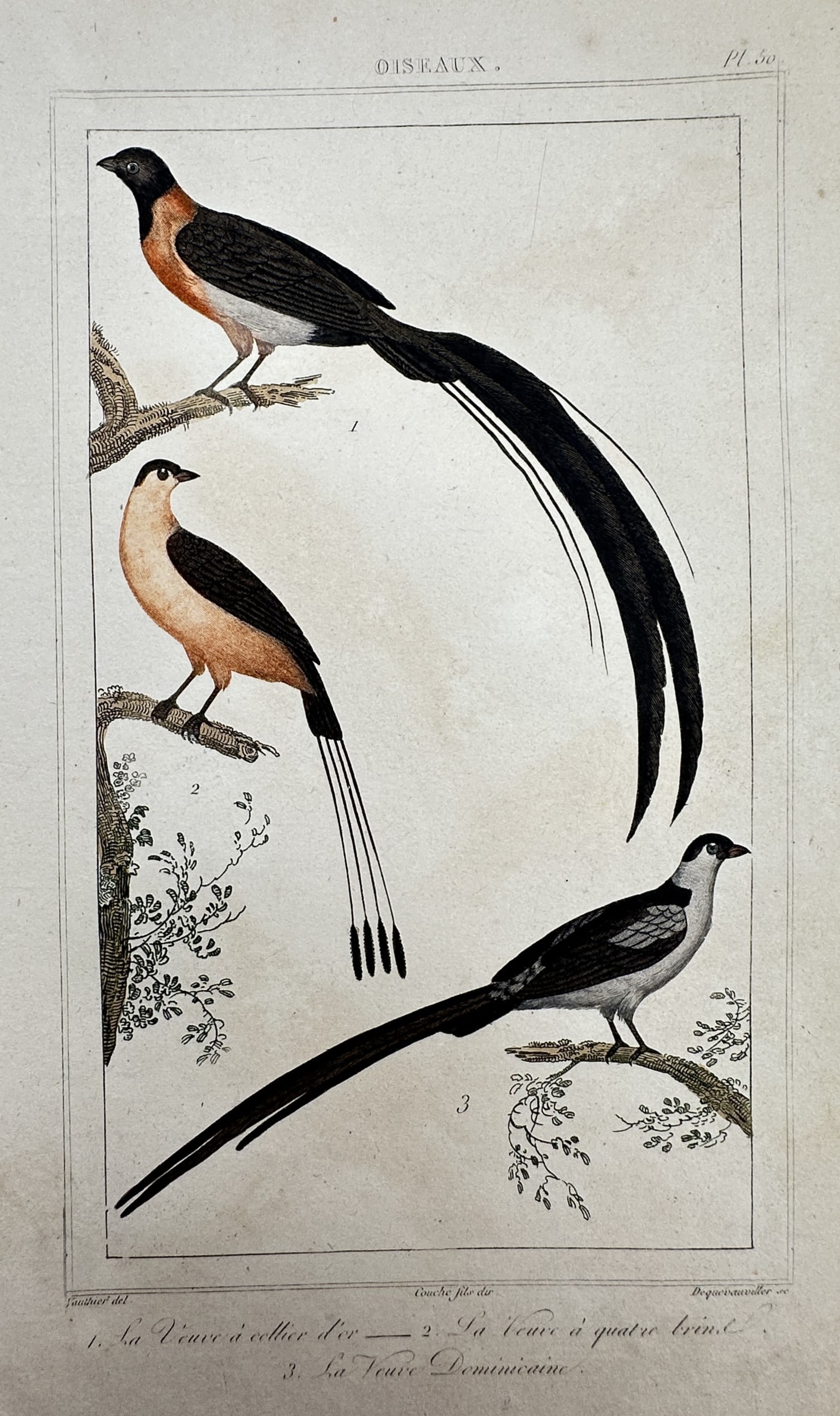 Georges-Louis Leclerc, Comte de Buffon – View of the Whydah Birds (1 of 2)