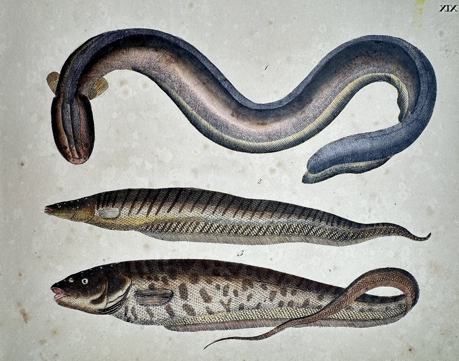 Friedrich Justin Bertuch (1747–1822) – View of the Electrical Eel and Tropical Eels: "Zitter-Aal, und andere Aale." This print illustrates three species of eels, including the powerful electrical eel and two varieties of tropical eels, depicted with vibrant hand-colouring to highlight