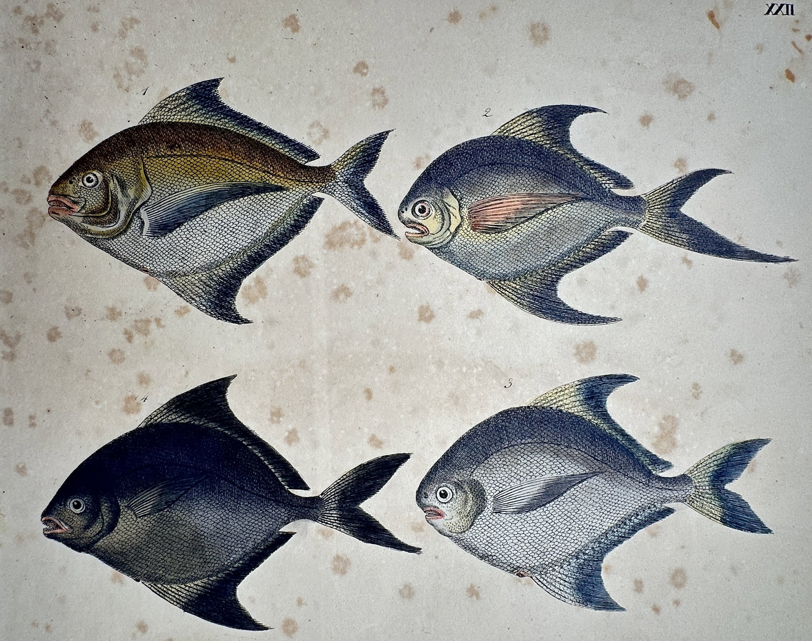 Friedrich Justin Bertuch (1747–1822) – View of the Sea Bream and Pomfret: "Die Brachsen und Seebrachsen." This print illustrates four species of deep-bodied fish, including varieties of sea bream and pomfret, rendered with detailed hand-colouring to delineate their specific