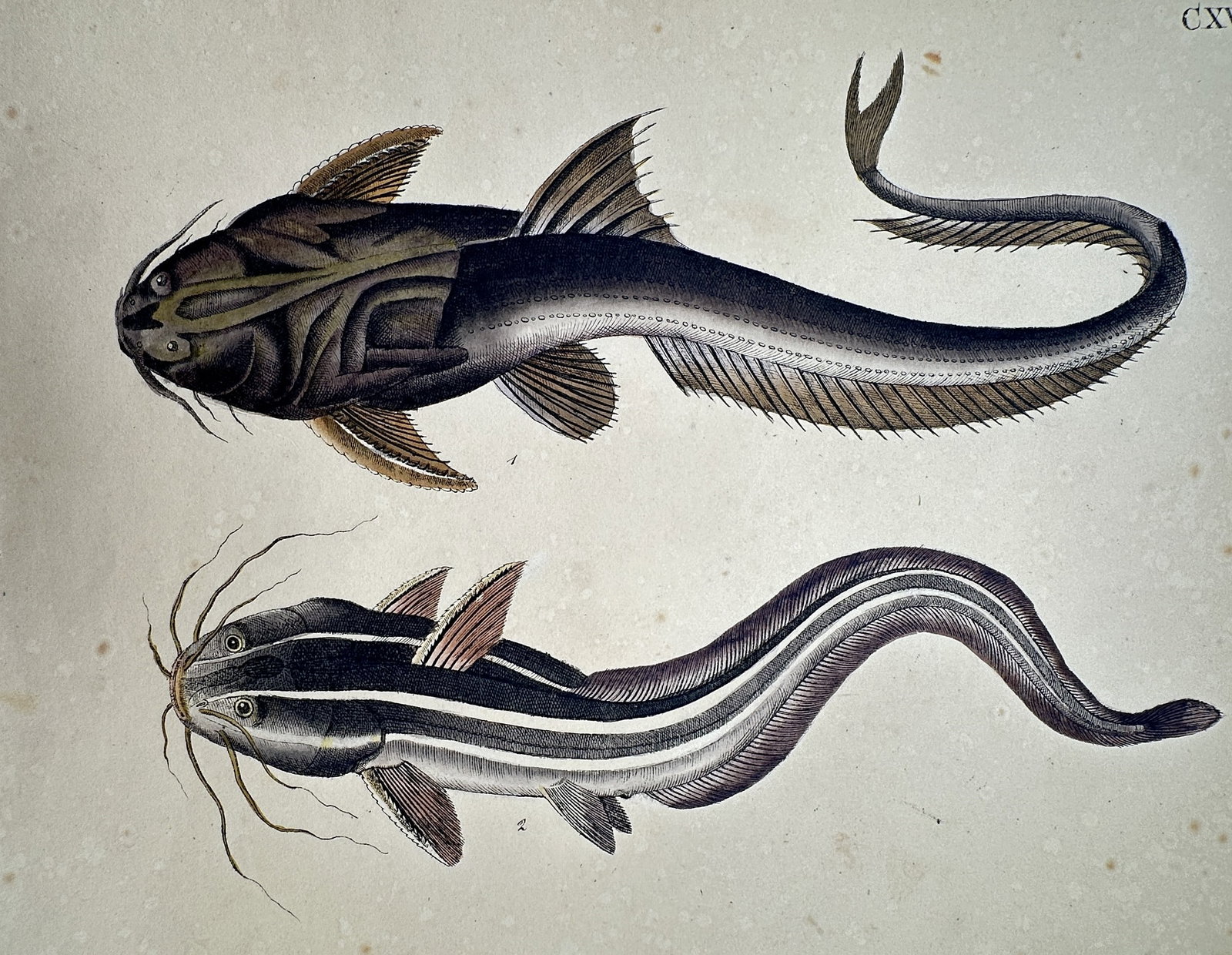 Friedrich Justin Bertuch (1747–1822) – View of the Armored Catfish and Striped Catfish: "Die Welse." This print illustrates two species of catfish, including an armored variety and a striped variety, rendered with detailed hand-colouring to highlight their distinct barbels, fins, and bod