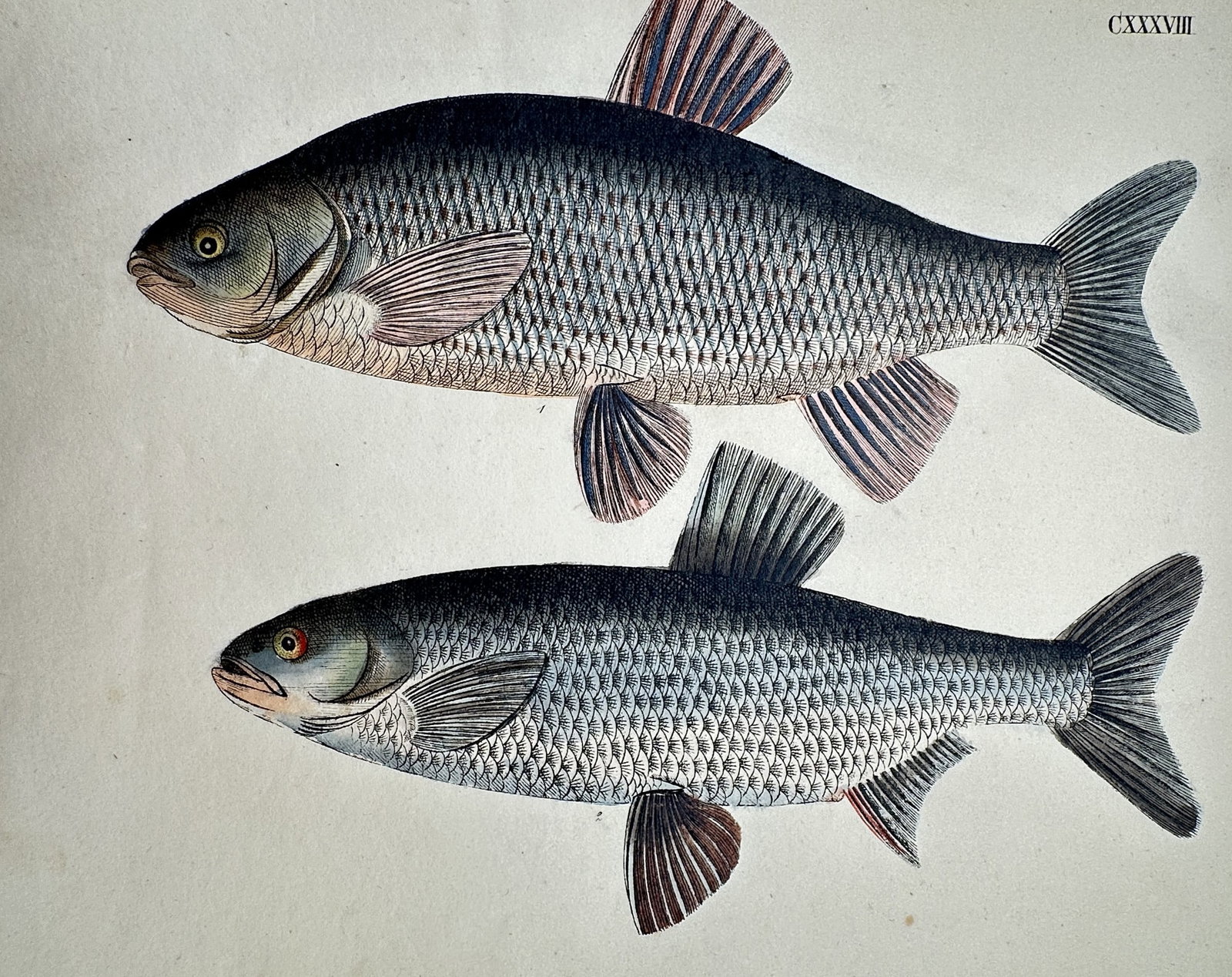 Friedrich Justin Bertuch (1747–1822) – View of the Chub and Dace: "Der Kaul-Barsch und der Weiß-Fisch." This print illustrates two freshwater fish species, showing a chub and a dace with detailed hand-colouring to delineate their specific scales and fins. The work 