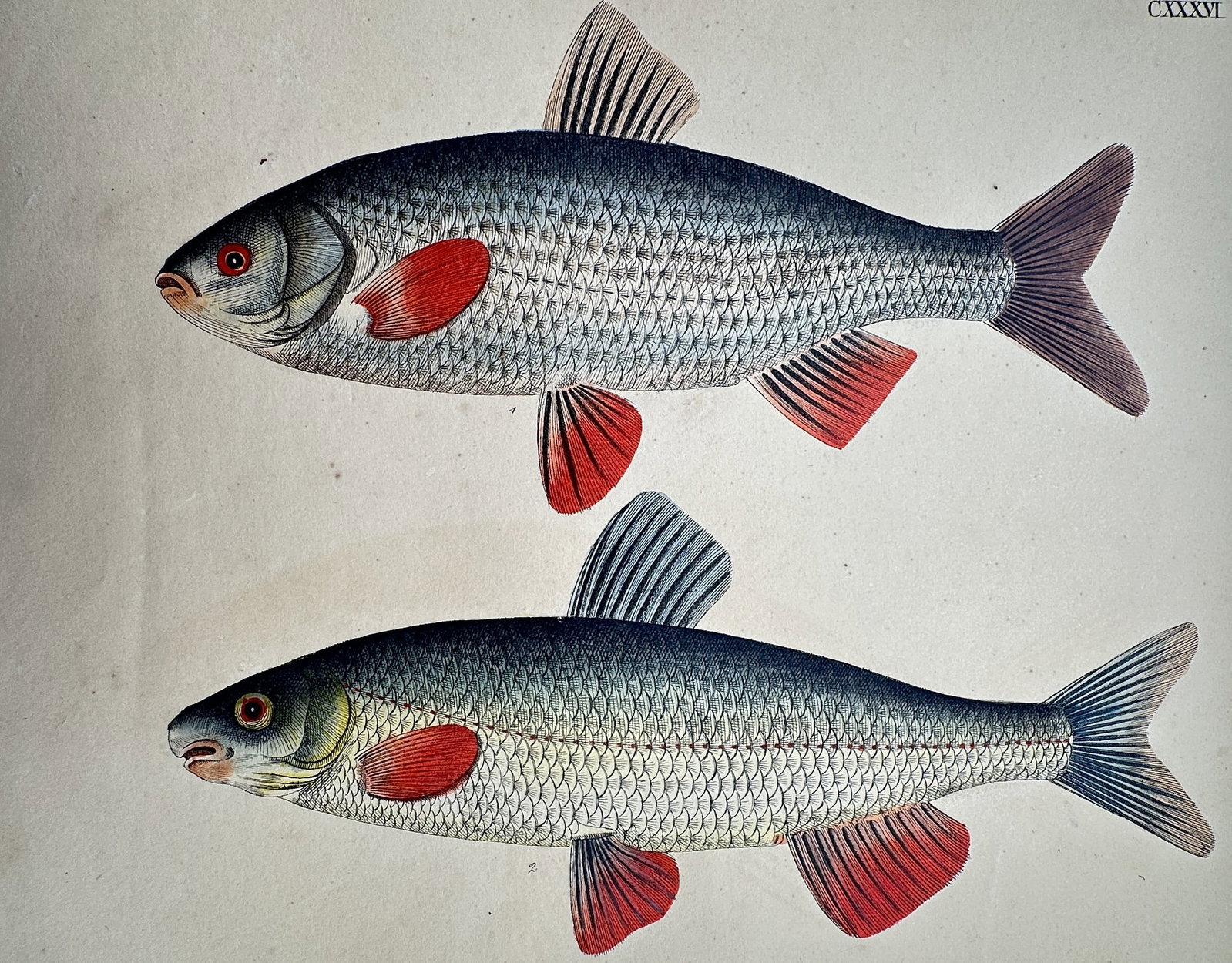 Friedrich Justin Bertuch (1747–1822) – View of the Roach and Rudd: "Das Rothauge und das Rothfeder." This print illustrates two freshwater fish species, showing a roach and a rudd with detailed hand-colouring to delineate their specific scales and vibrant red fins. T