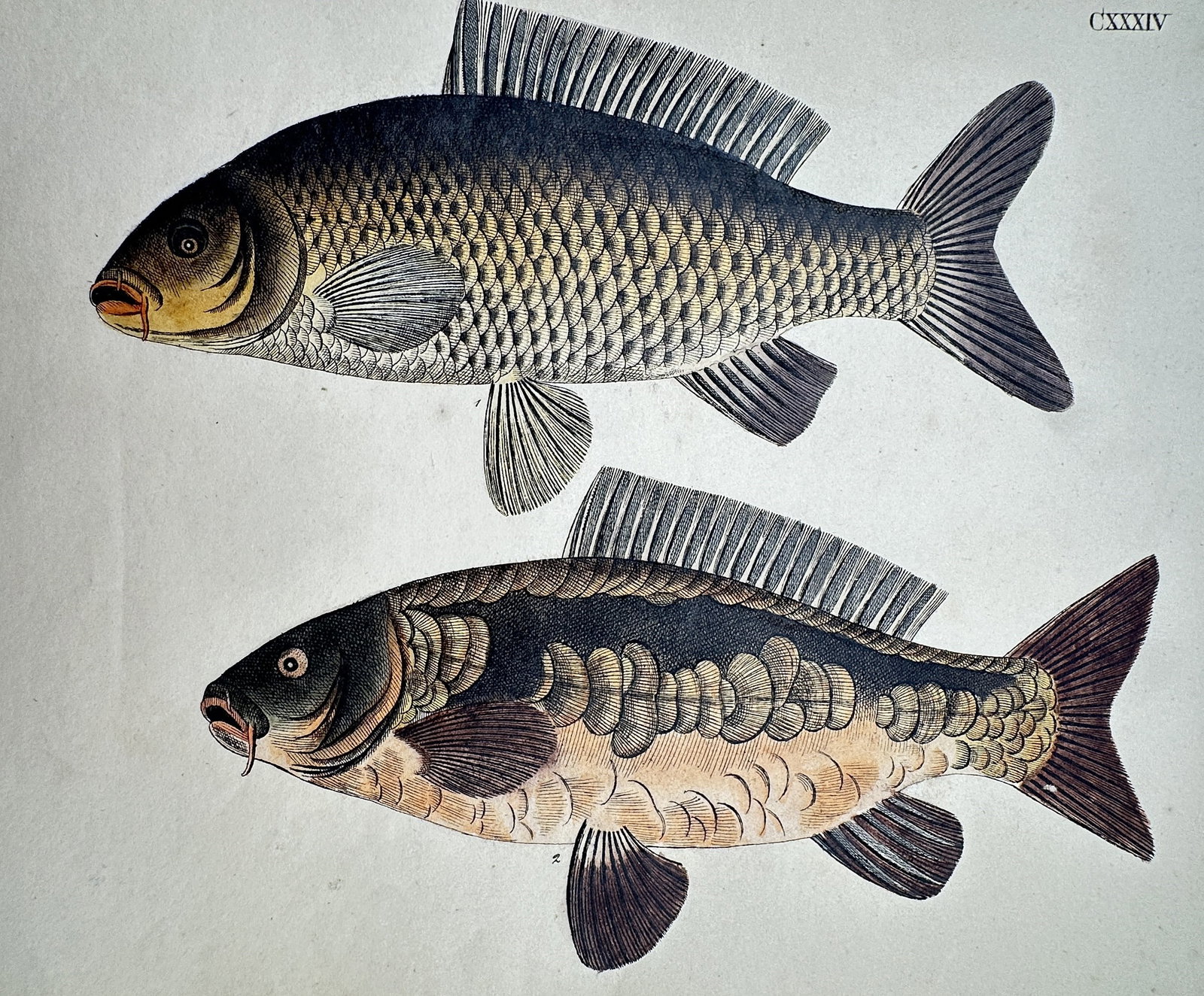 Friedrich Justin Bertuch (1747–1822) – View of the Common Carp and Mirror Carp: "Die Karpfen und Spiegel-Karpfen." This print illustrates two freshwater fish species, showing a common carp and a mirror carp with detailed hand-colouring to delineate their specific scales and fins.