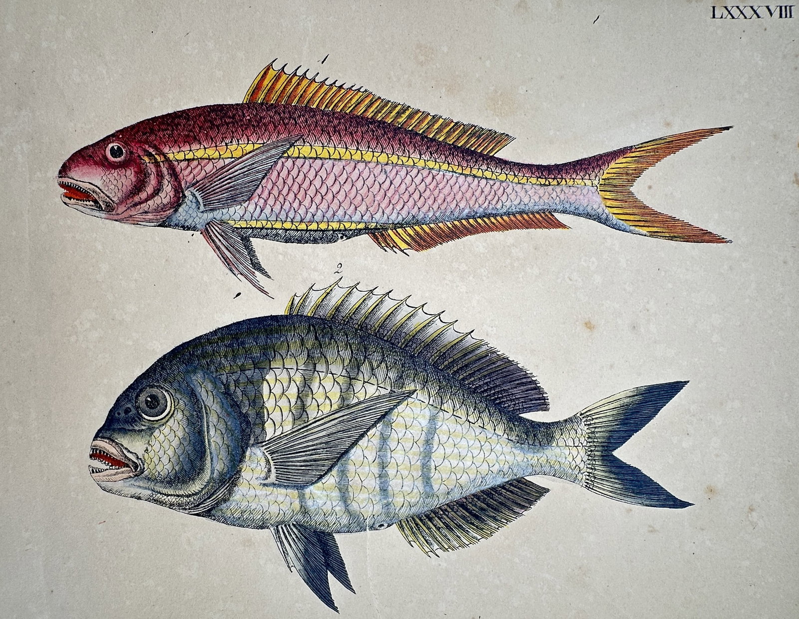 Friedrich Justin Bertuch (1747–1822) – View of the Gilt-head Bream and Red Mullet: "Die Gold-Brachsen und die Meer-Barbe." This print illustrates two marine fish species, showing a red mullet and a gilt-head bream with detailed hand-colouring to delineate their specific scales and v