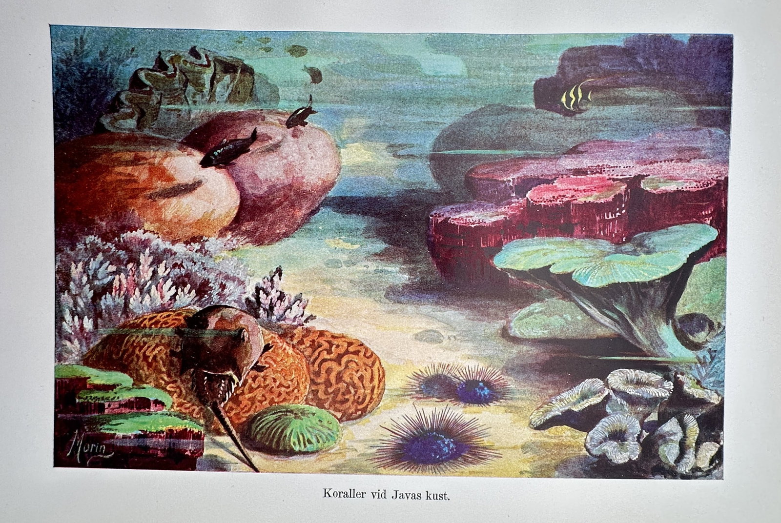 Jean-Charles Morin (20th Century) – View of Corals off the Coast of Java – Chromolithograph (1 of 2)