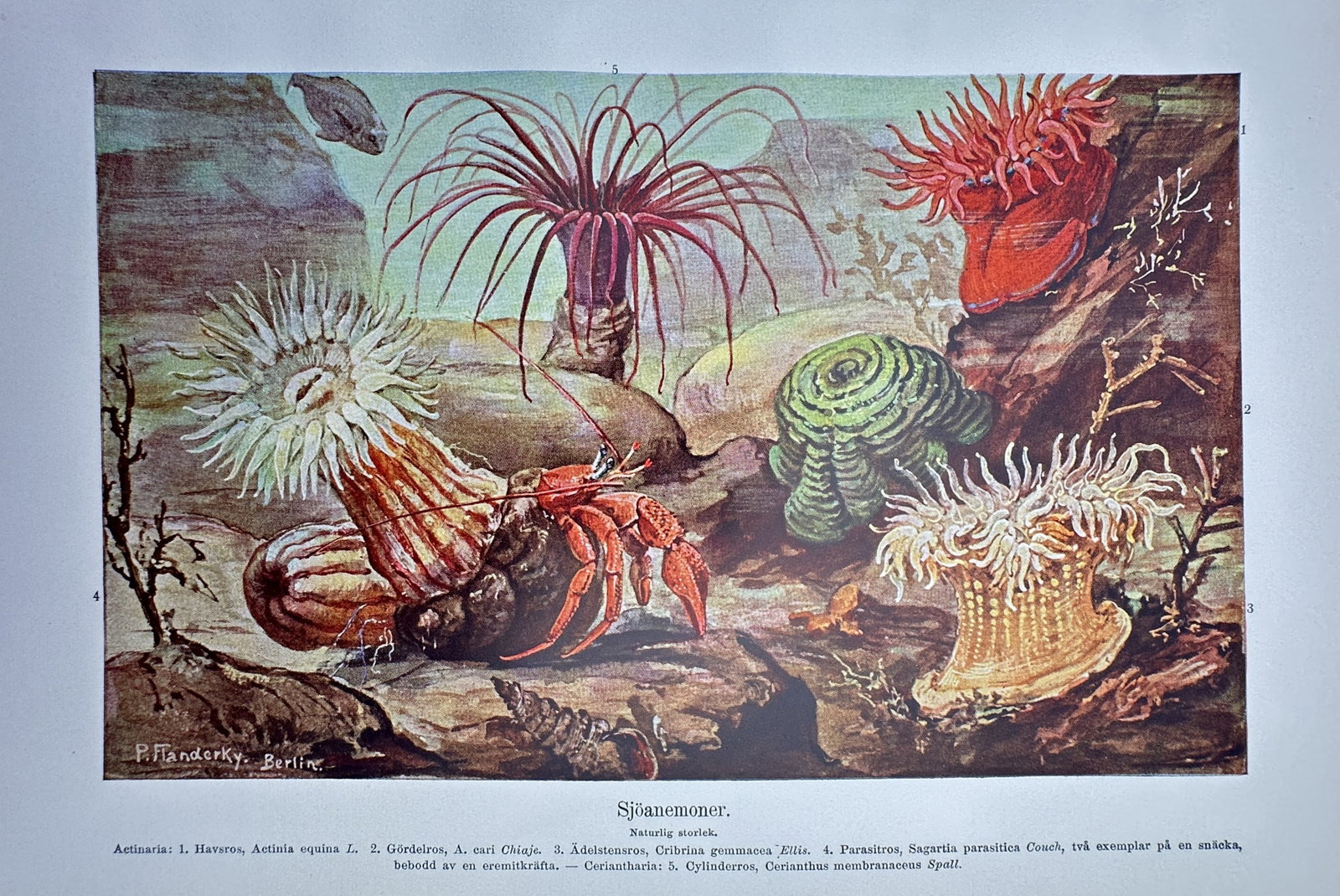 Paul Pfanderky (20th Century) – View of Sea Anemones – Chromolithograph (20th Century) (1 of 2)