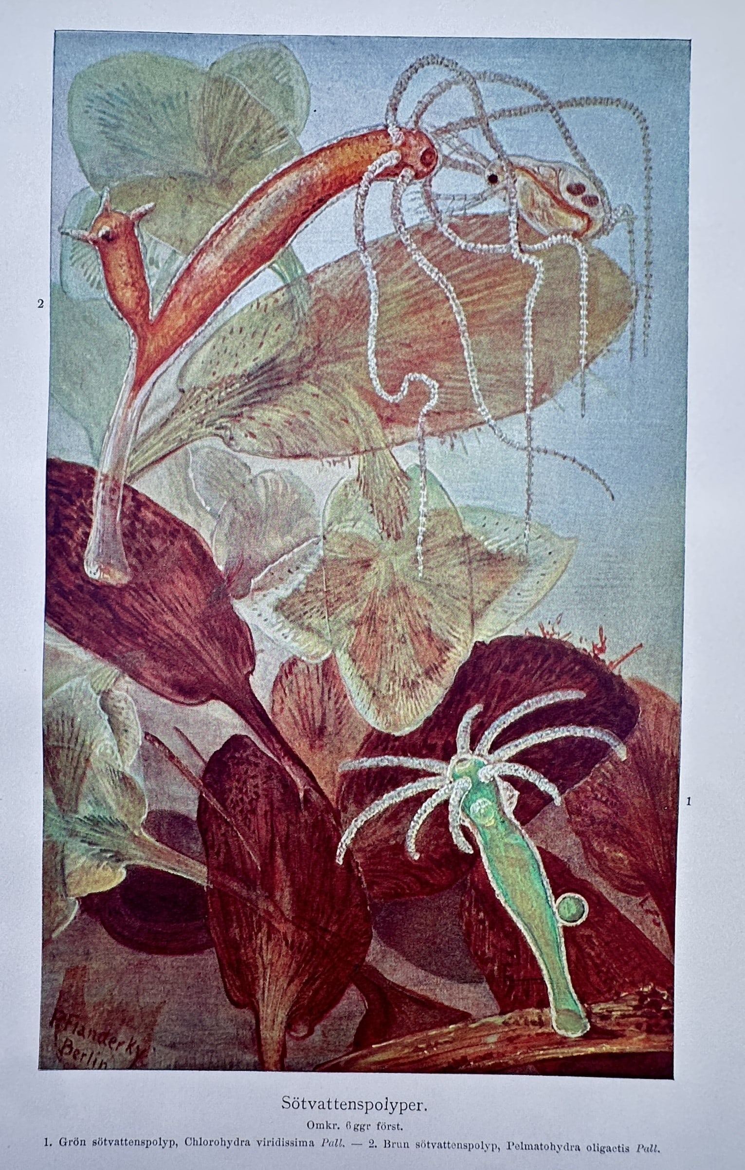 Paul Pfanderky (20th Century) – View of Freshwater Polyps – Chromolithograph (20th Century) (1 of 2)