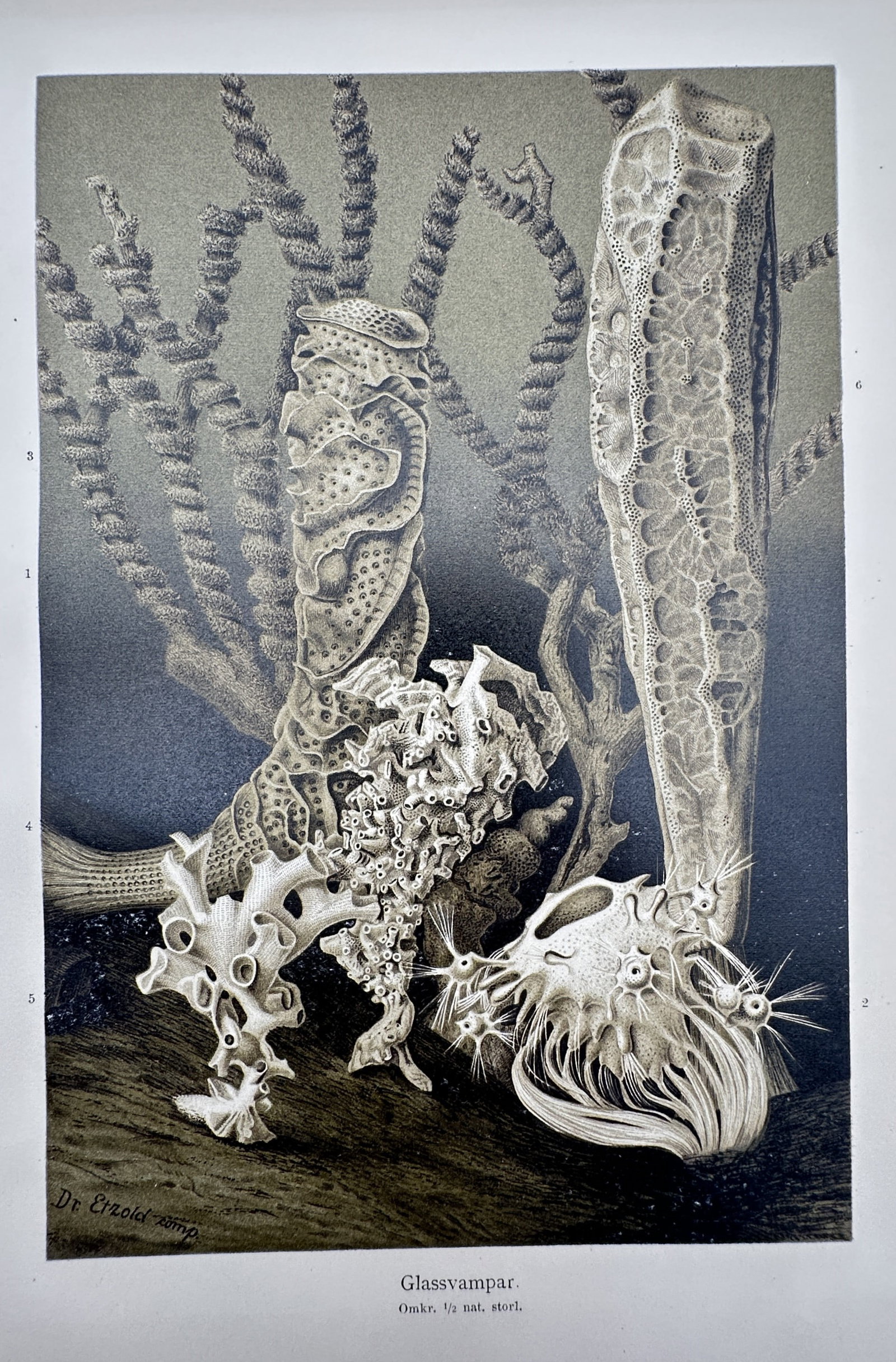Dr. Emil Arnold (20th Century) – View of Glass Sponges – Chromolithograph (20th Century) (1 of 2)