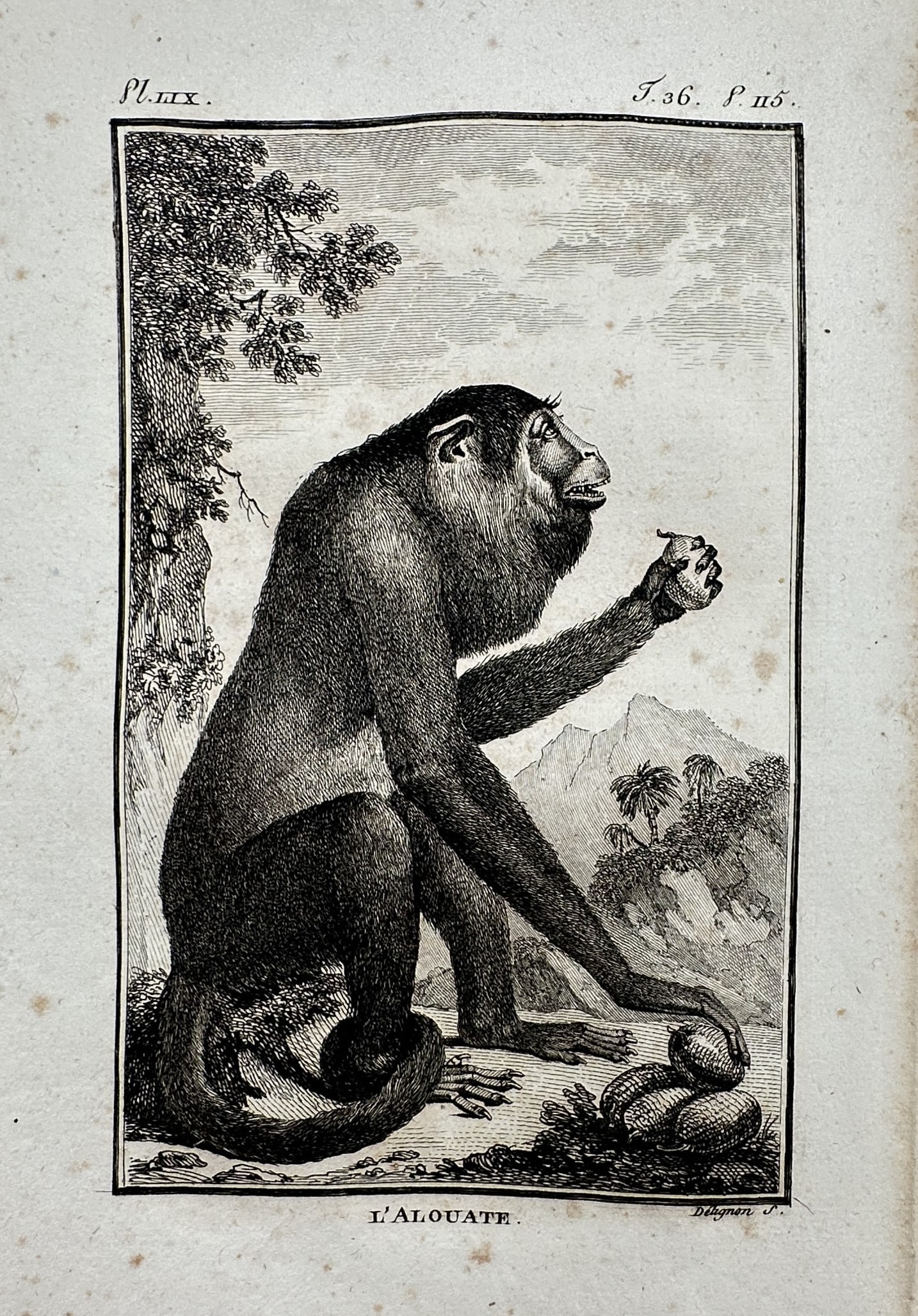 Comte de Buffon (1707–1788) – View of the Alouate – Copper engraving (1749–1788): "L’Alouate." This print illustrates an alouate, or howler monkey, seated in a landscape with a mountainous background, rendered with the precise anatomical detail characteristic of Enlightenment-era